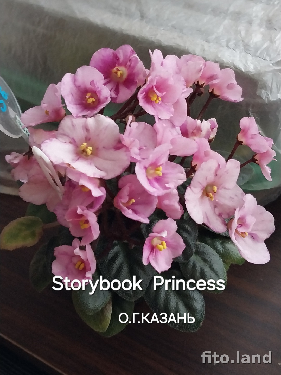 Фиалка Storybook Princess, фото