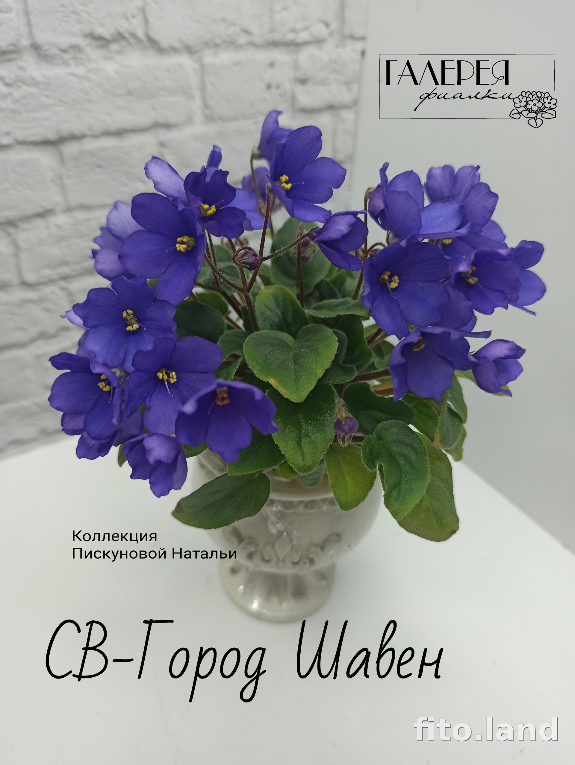 Фиалка СВ-Город Шавен, фото