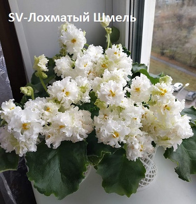 Фиалка SV-Лохматый Шмель, фото