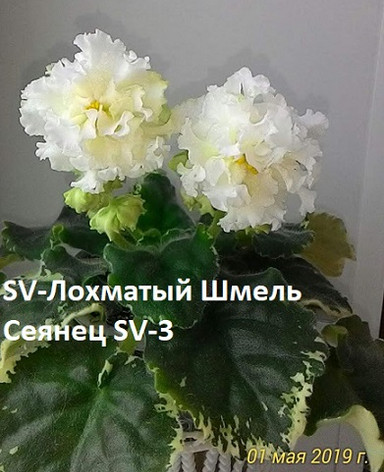 Фиалка SV-Лохматый Шмель, фото