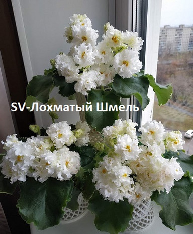 Фиалка SV-Лохматый Шмель, фото