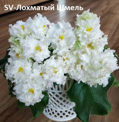 Фиалка SV-Лохматый Шмель, фото