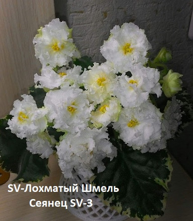 Фиалка SV-Лохматый Шмель, фото