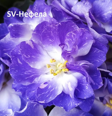 Фиалка SV-Нефела, фото