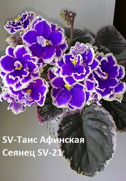 Фиалка SV-Таис Афинская, фото