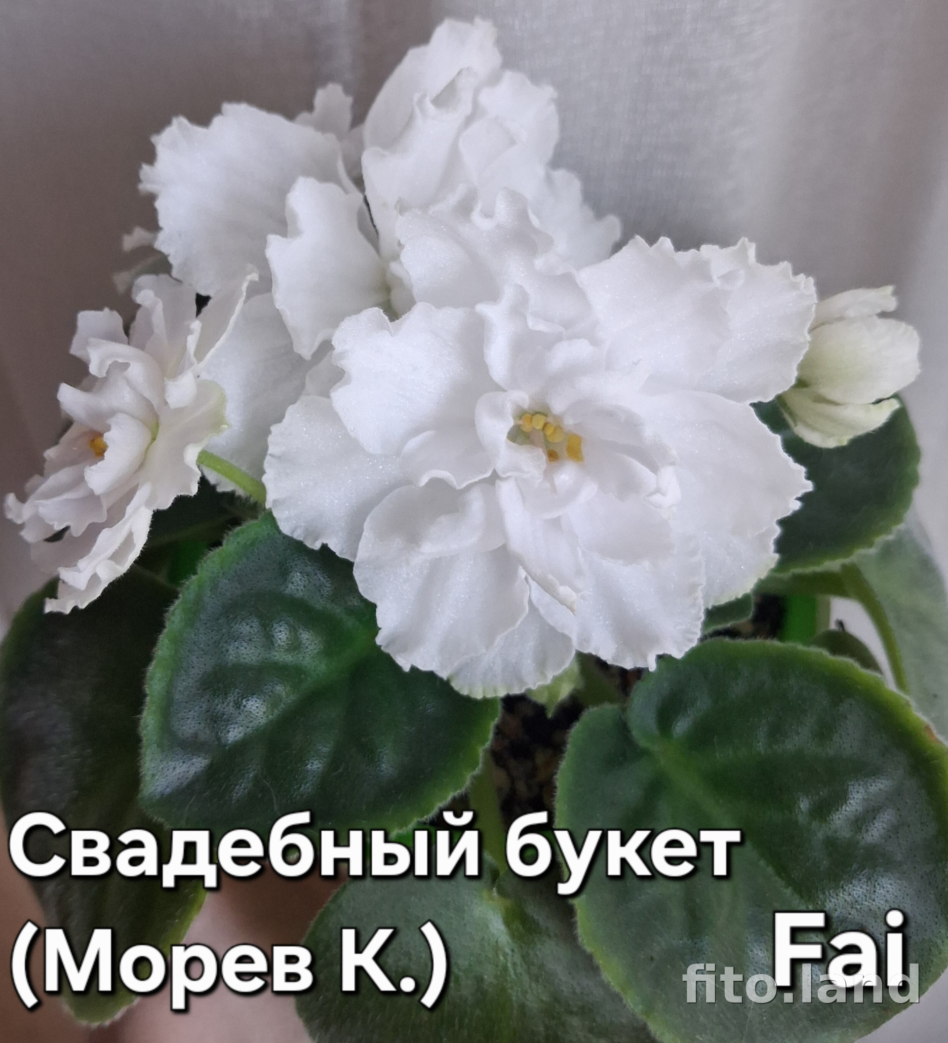 Фиалка Свадебный Букет, фото