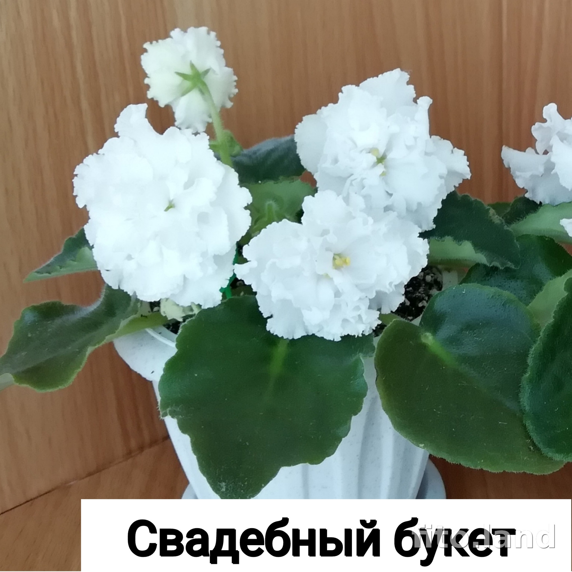 Фиалка Свадебный Букет, фото