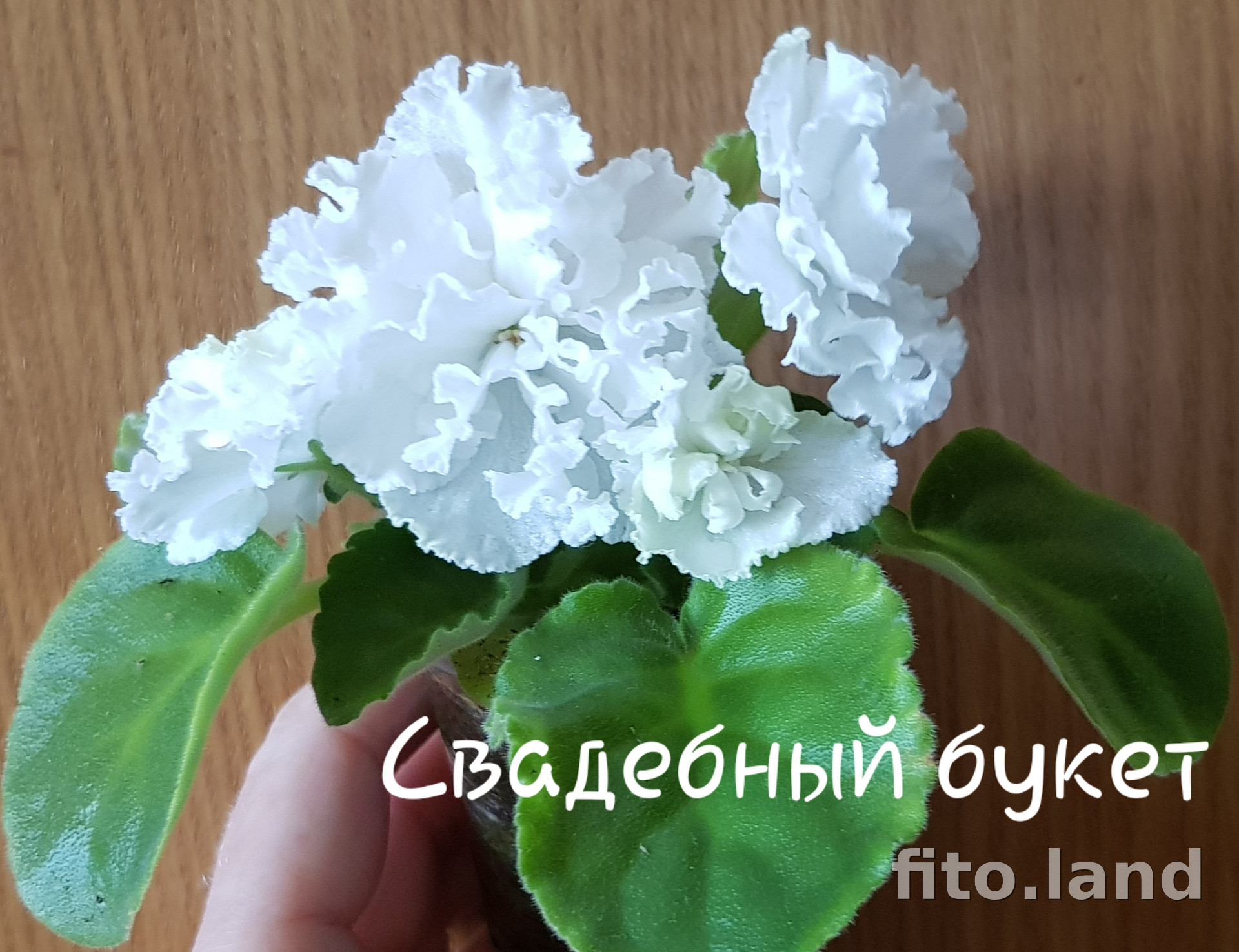 Фиалка Свадебный Букет, фото