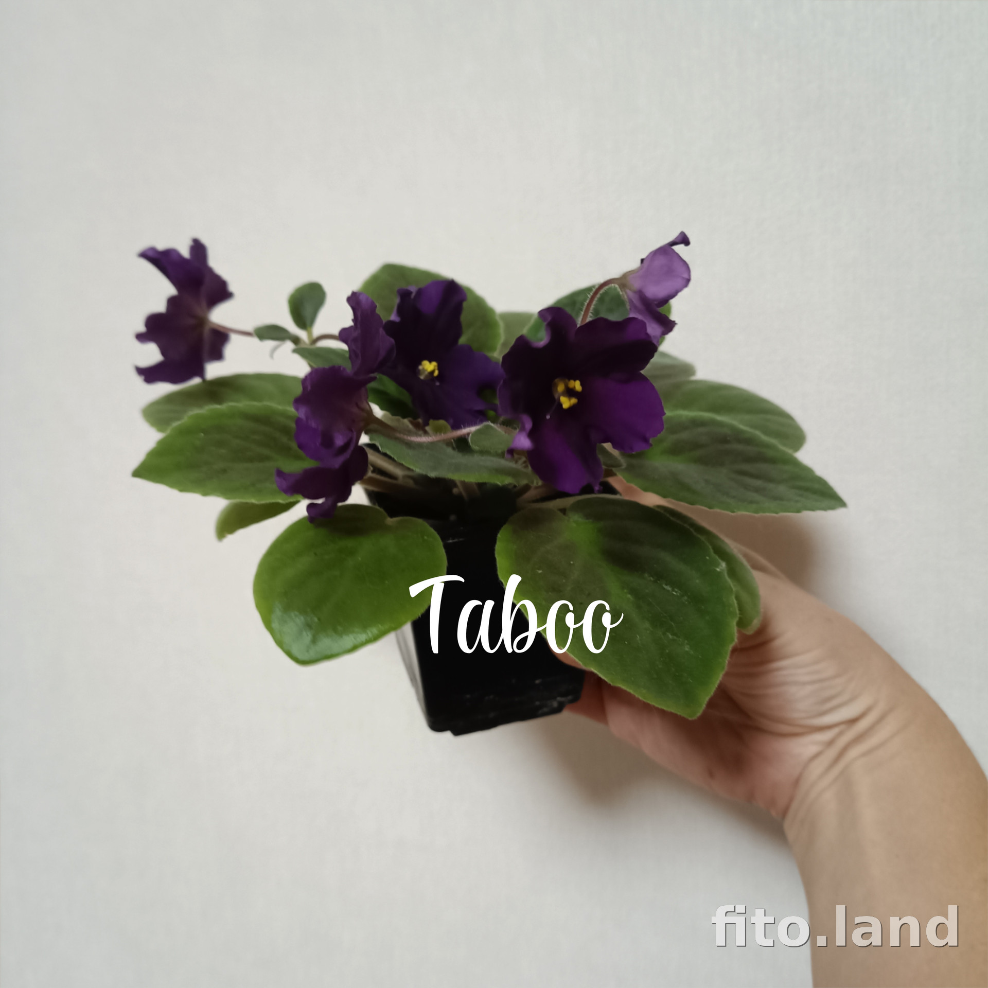 Фиалка Taboo, фото