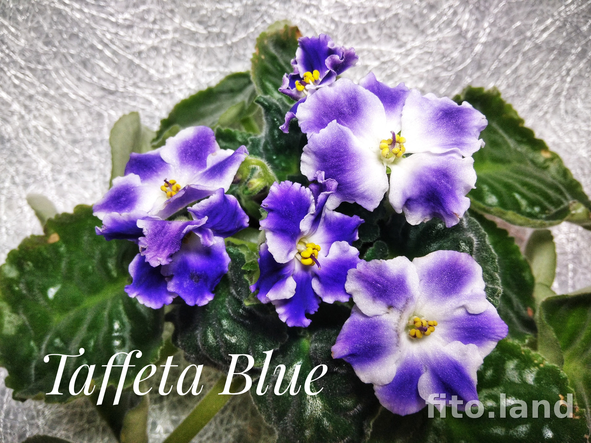 Фиалка Taffeta Blue, фото