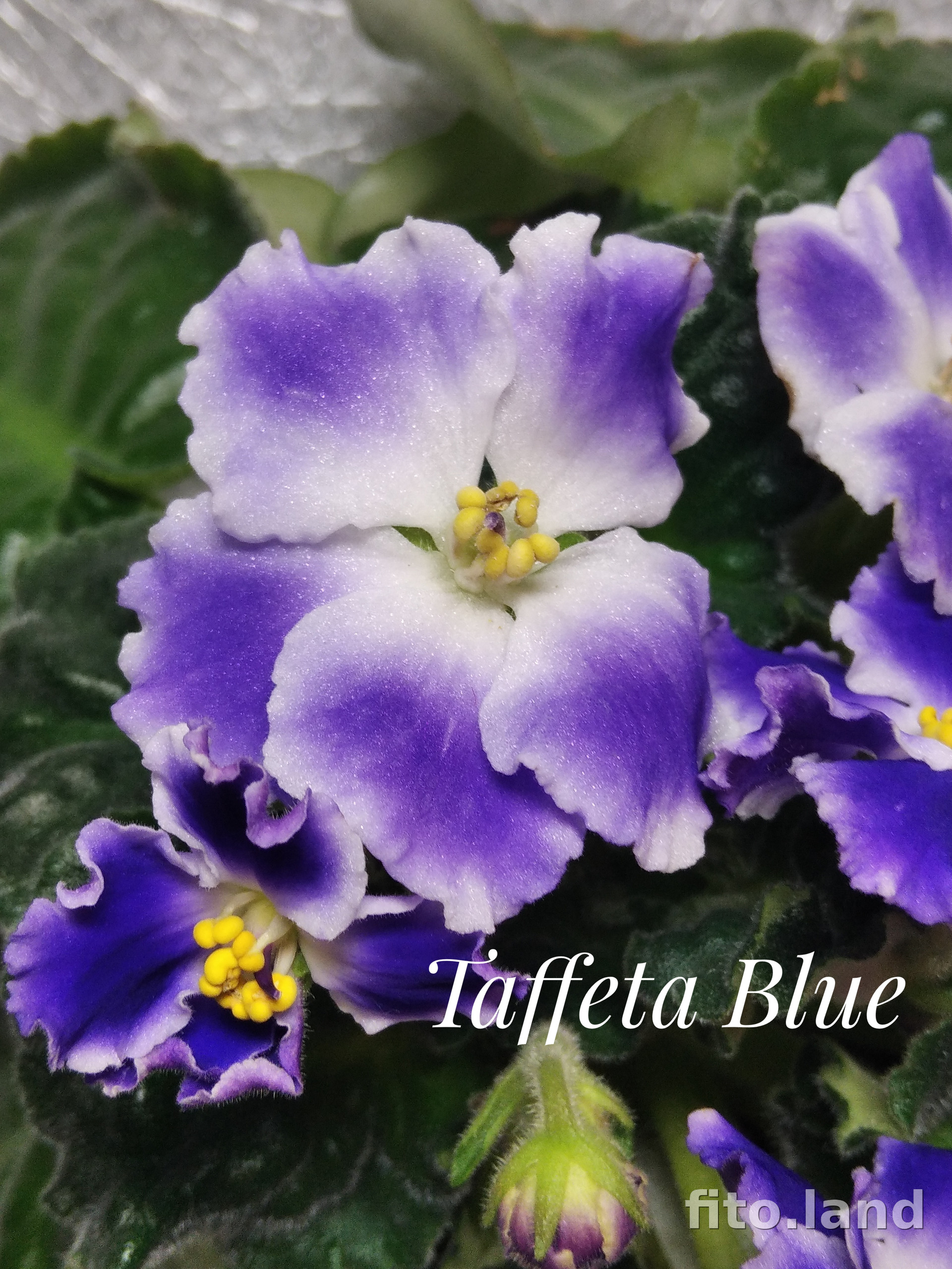 Фиалка Taffeta Blue, фото