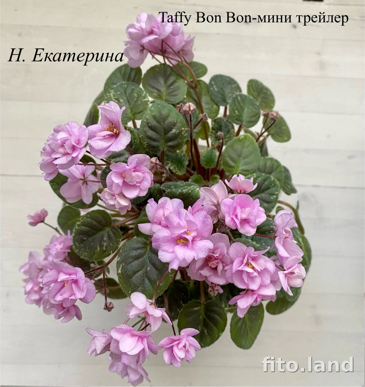 Фиалка Taffy Bon Bon, фото