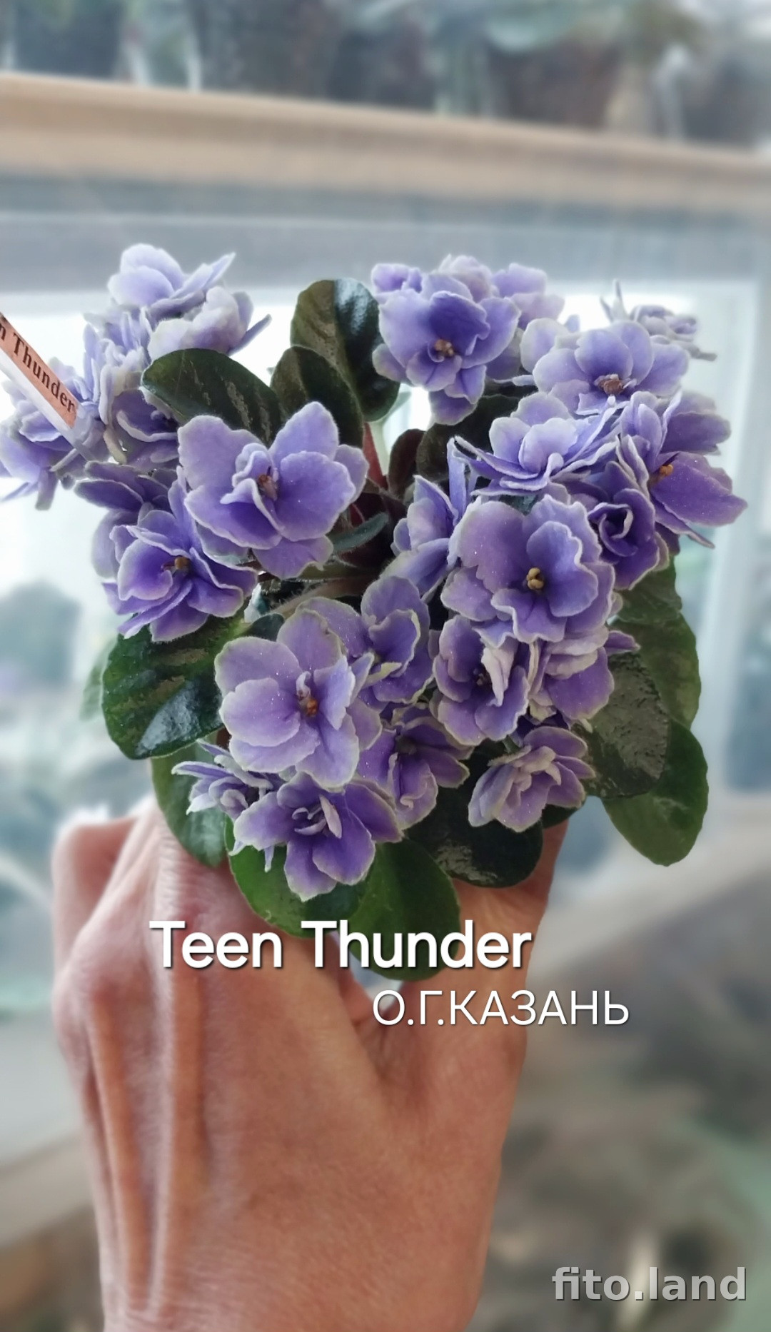 Фиалка Teen Thunder, фото