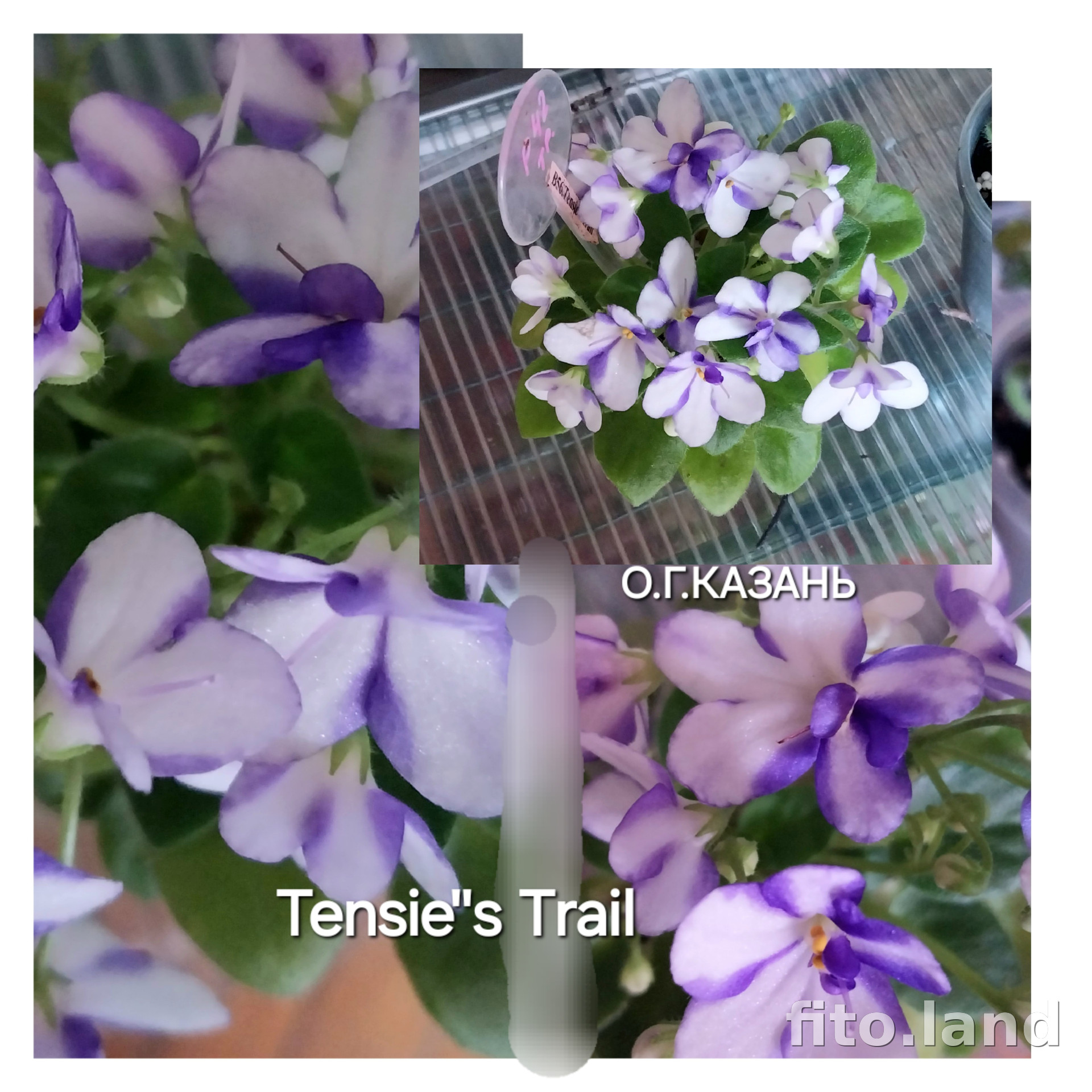 Фиалка Tensie's Trail, фото