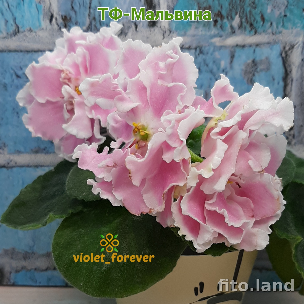 Фиалка ТФ-Мальвина, фото