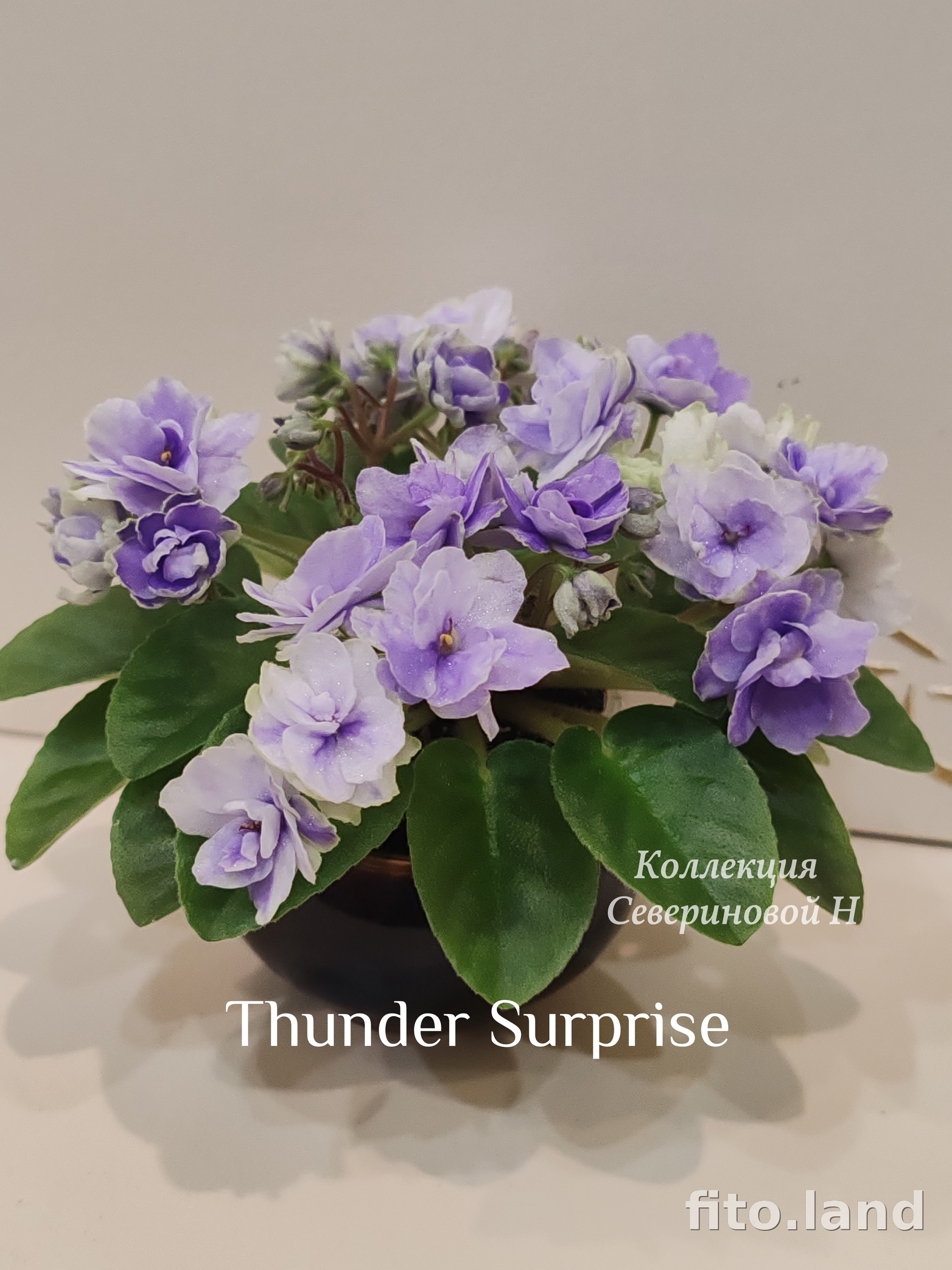 Фиалка Thunder Surprise, фото