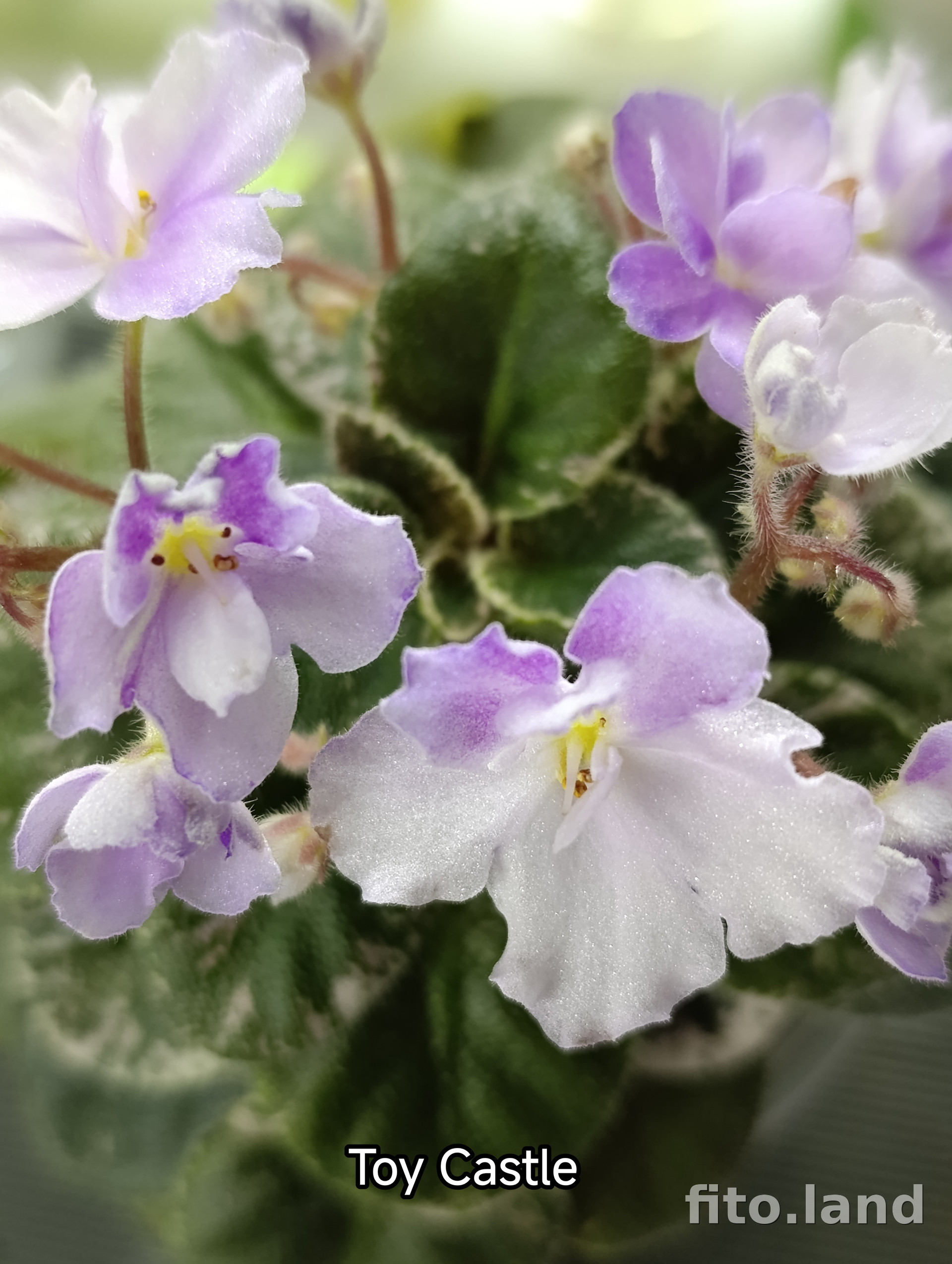 Фиалка Toy Castle, фото