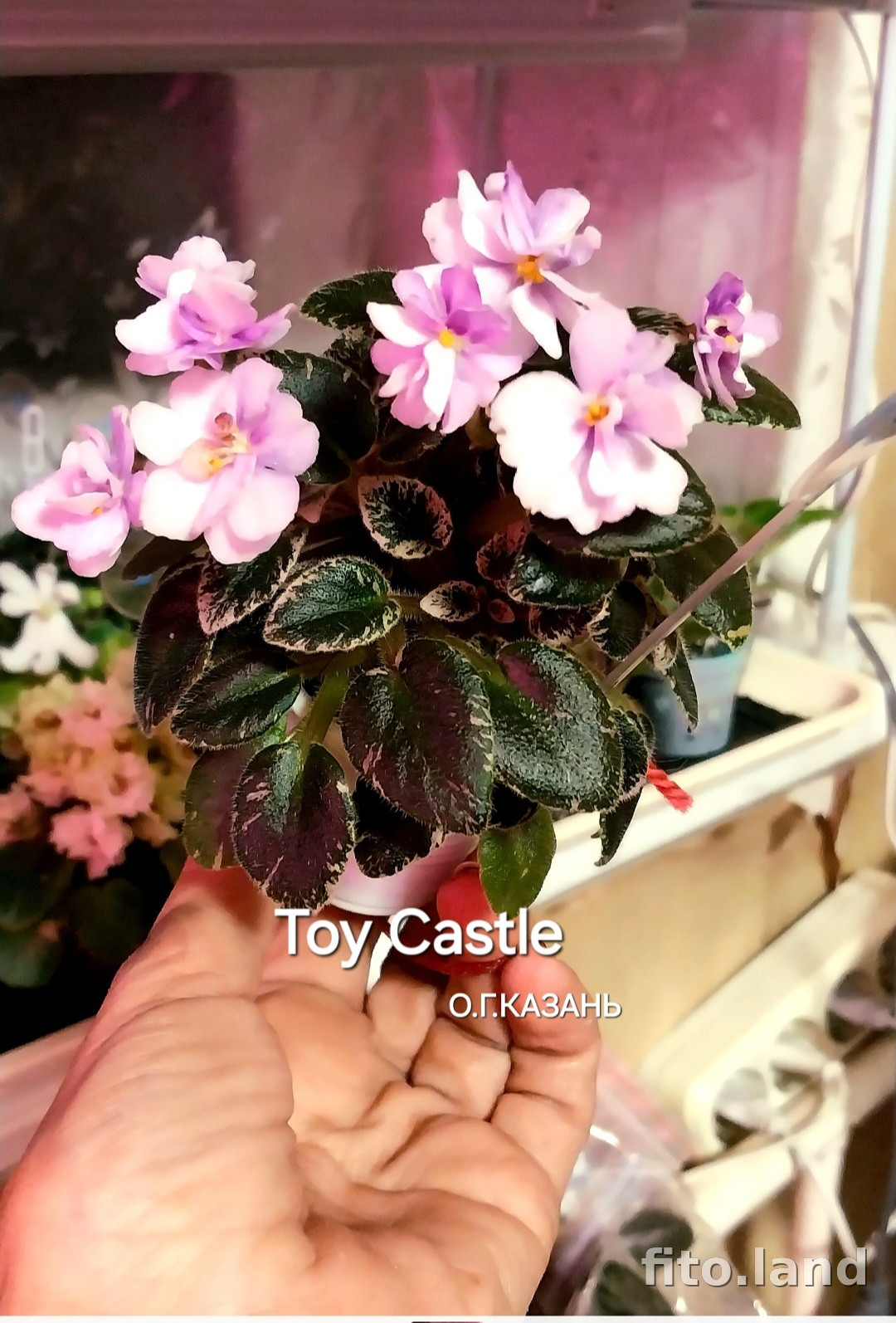 Фиалка Toy Castle, фото