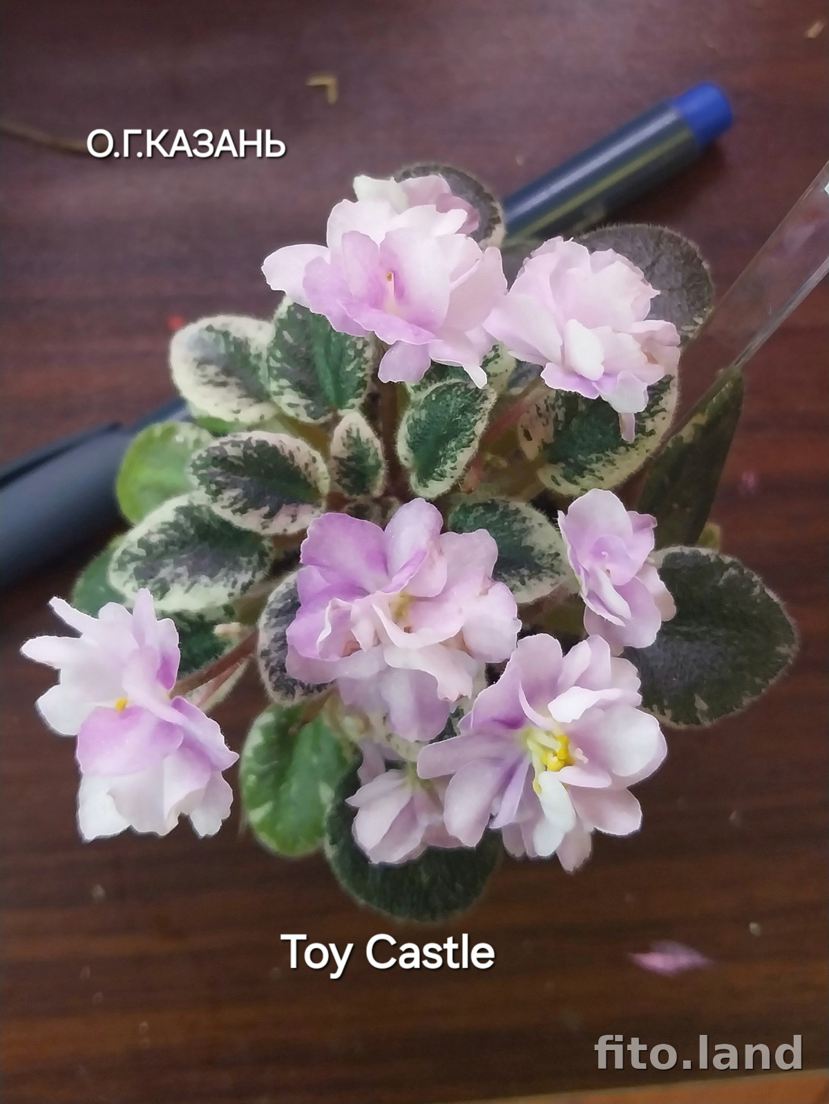 Фиалка Toy Castle, фото