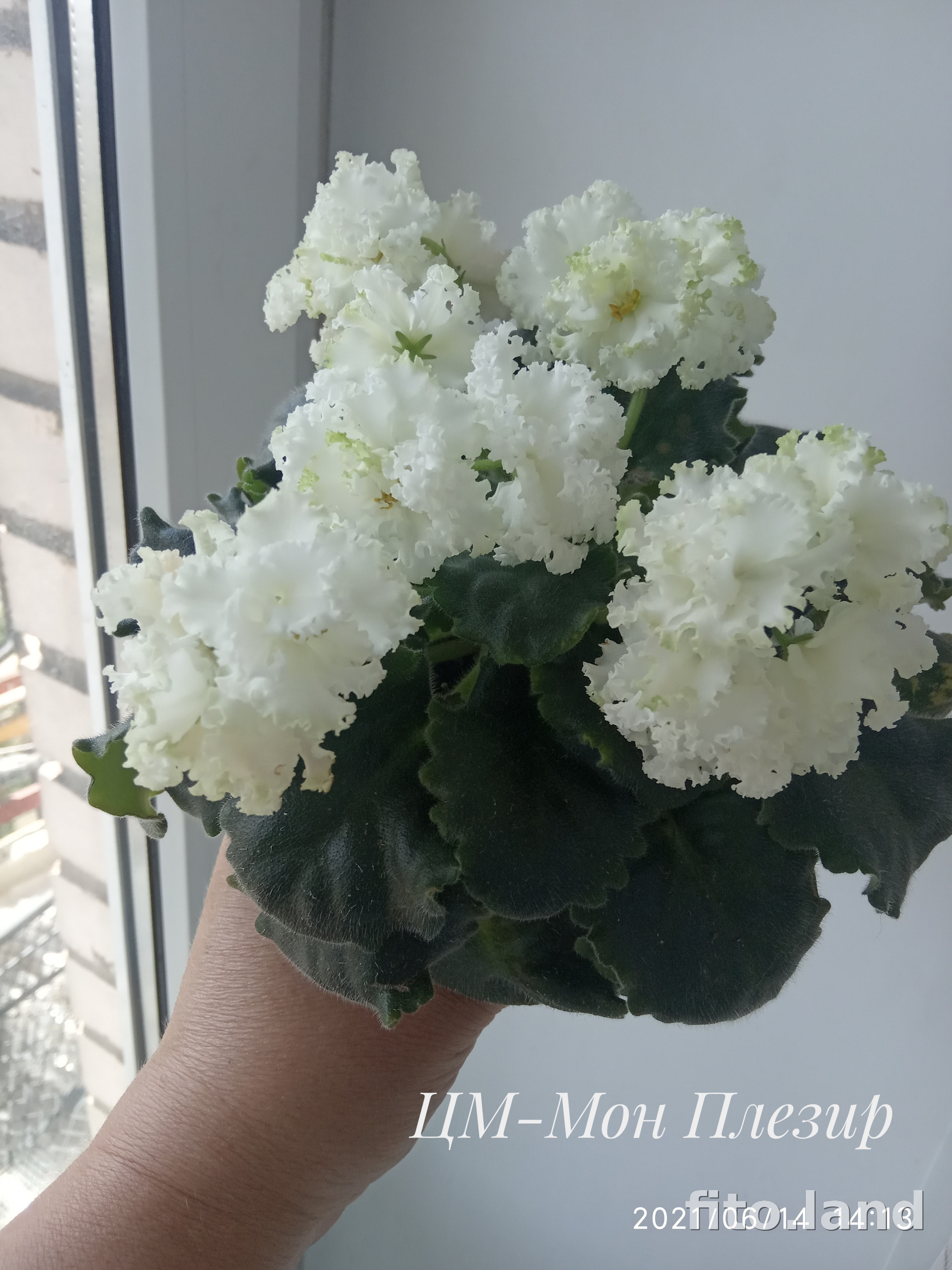 Фиалка ЦМ-Мон Плезир, фото