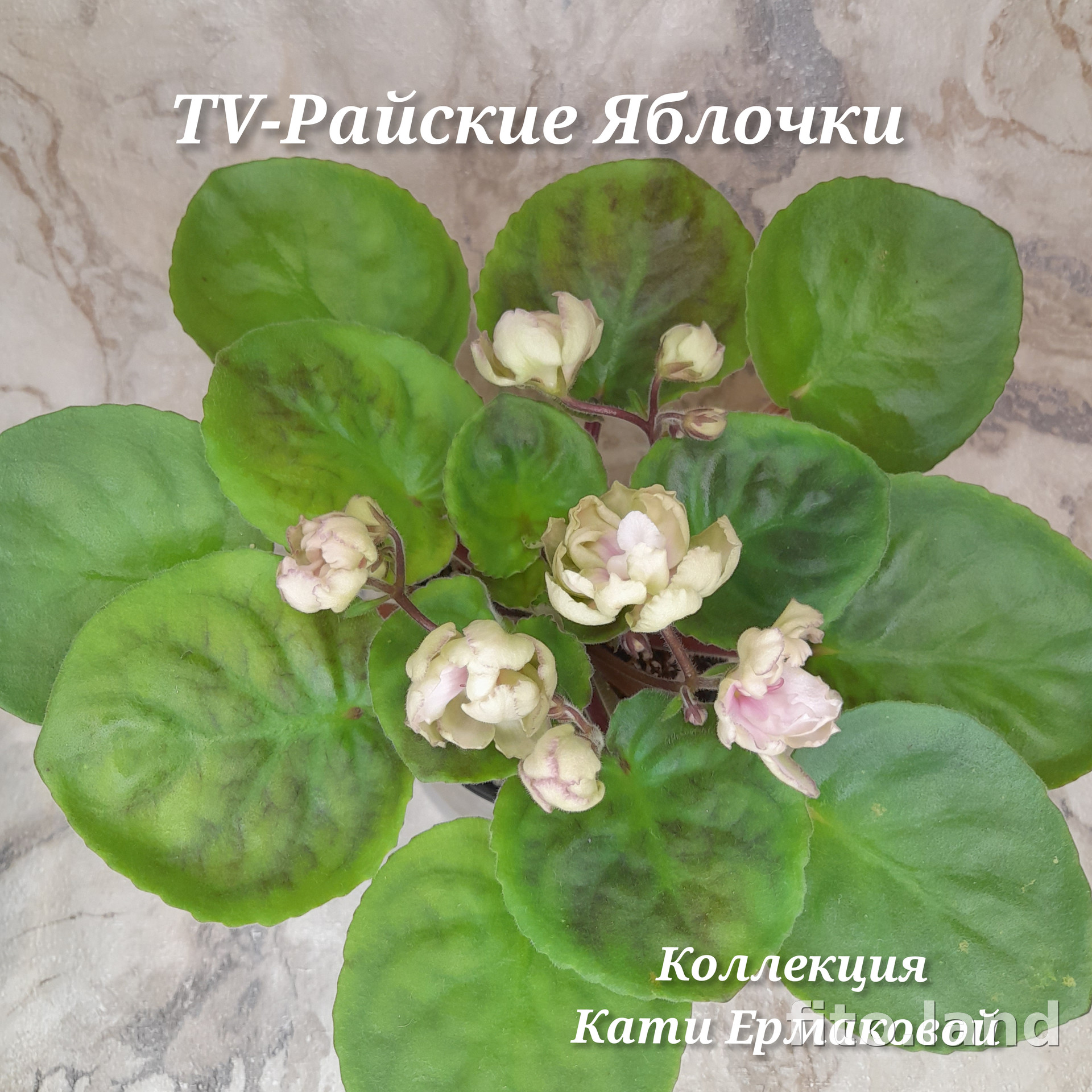 Фиалка TV-Райские Яблочки, фото