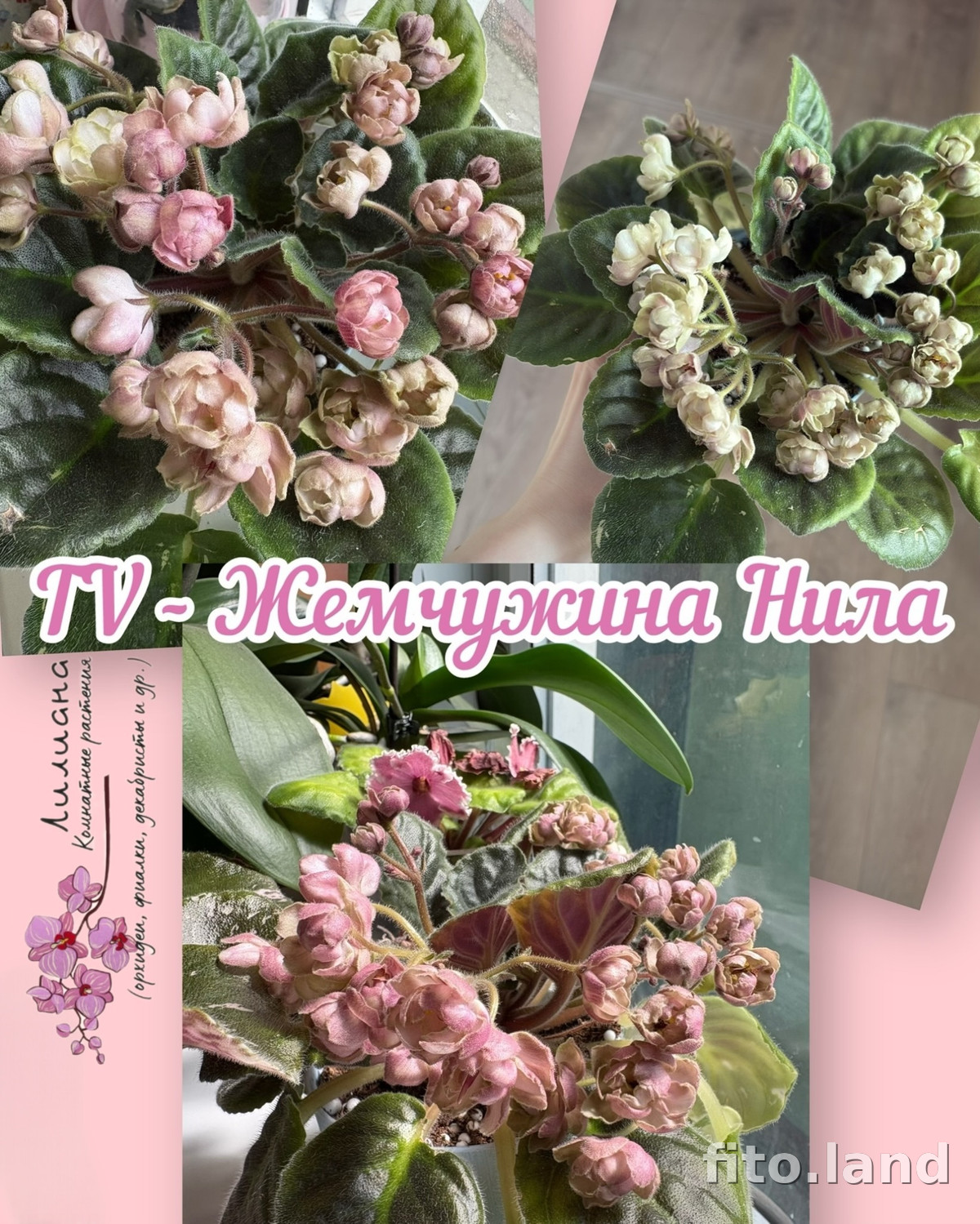 Фиалка TV-Жемчужина Нила, фото