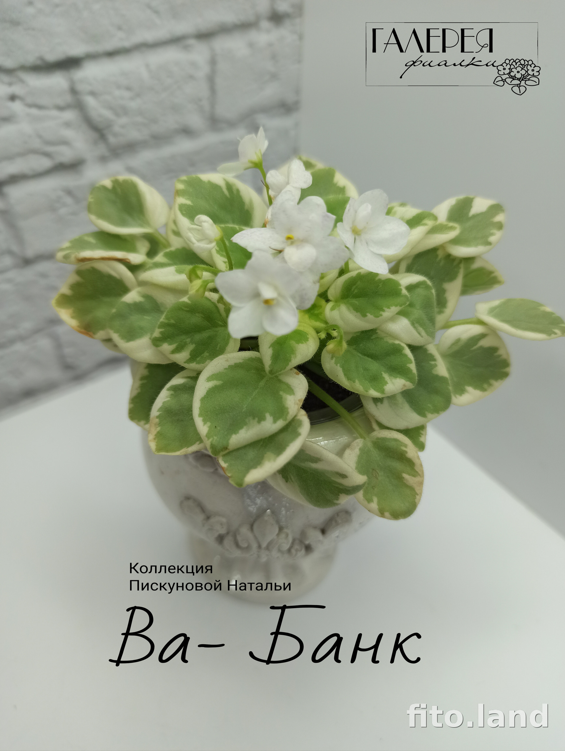 Фиалка Ва-Банк, фото