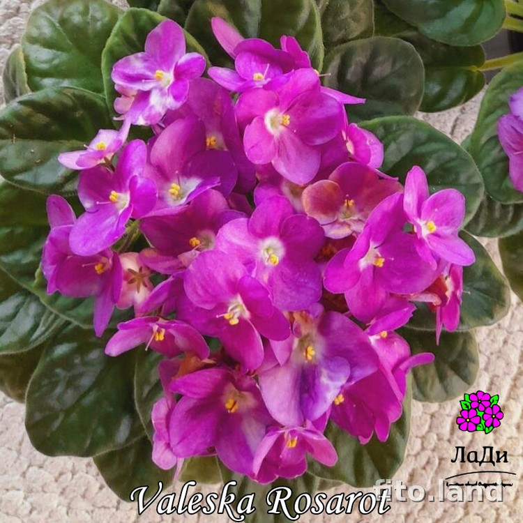 Фиалка Valeska Rozarot, фото