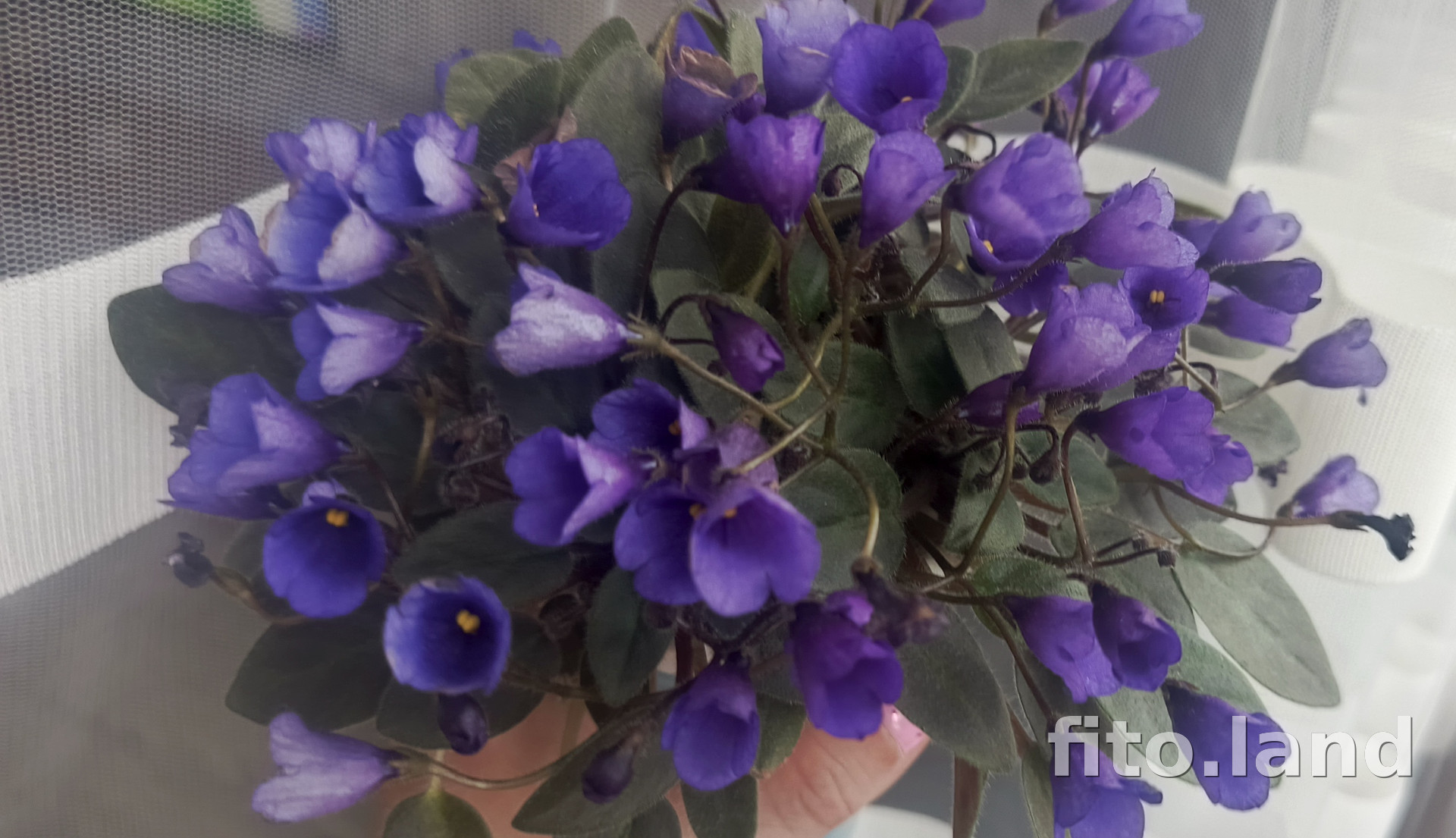 Фиалка Vallarta Campanas Moradas, фото