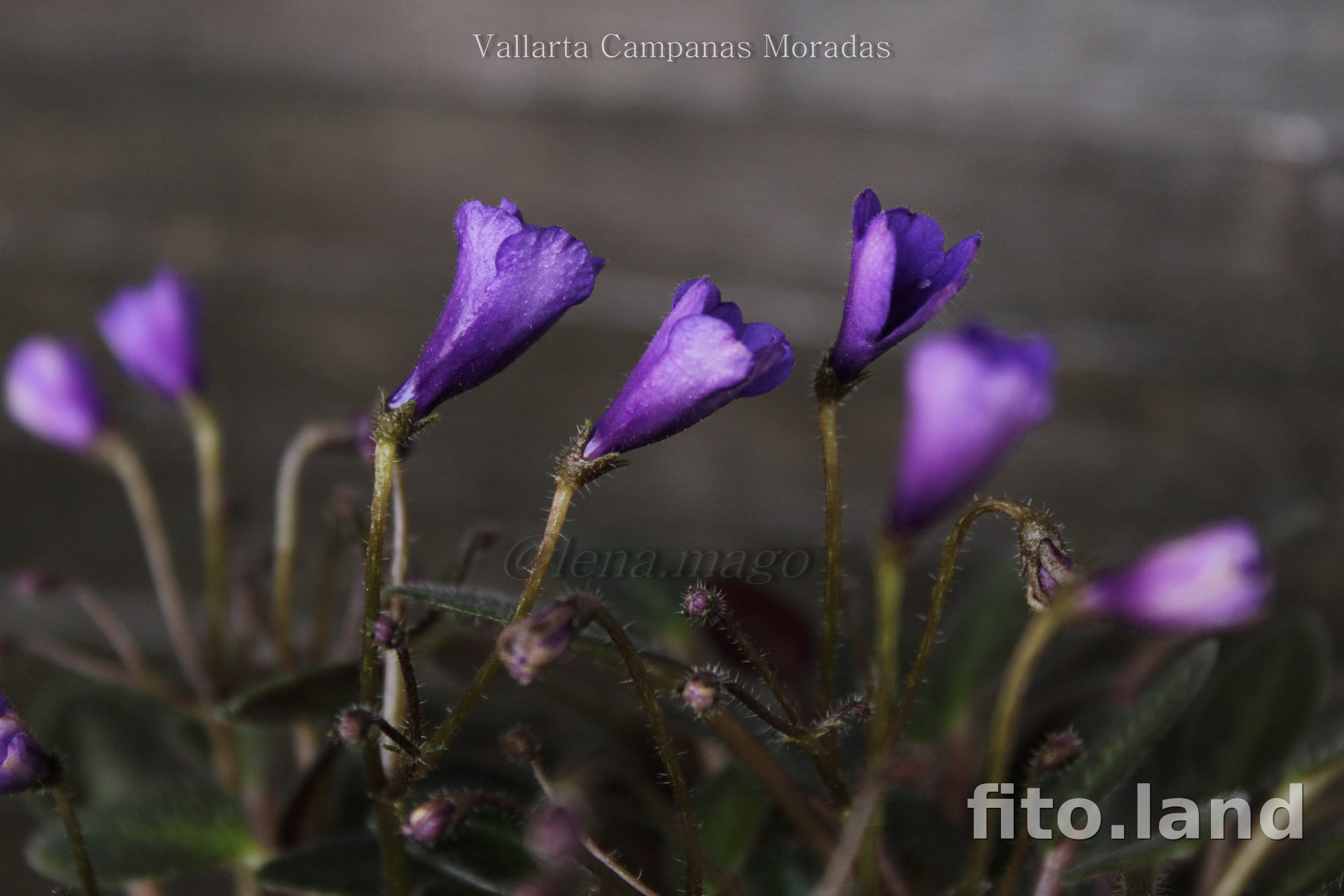 Фиалка Vallarta Campanas Moradas, фото