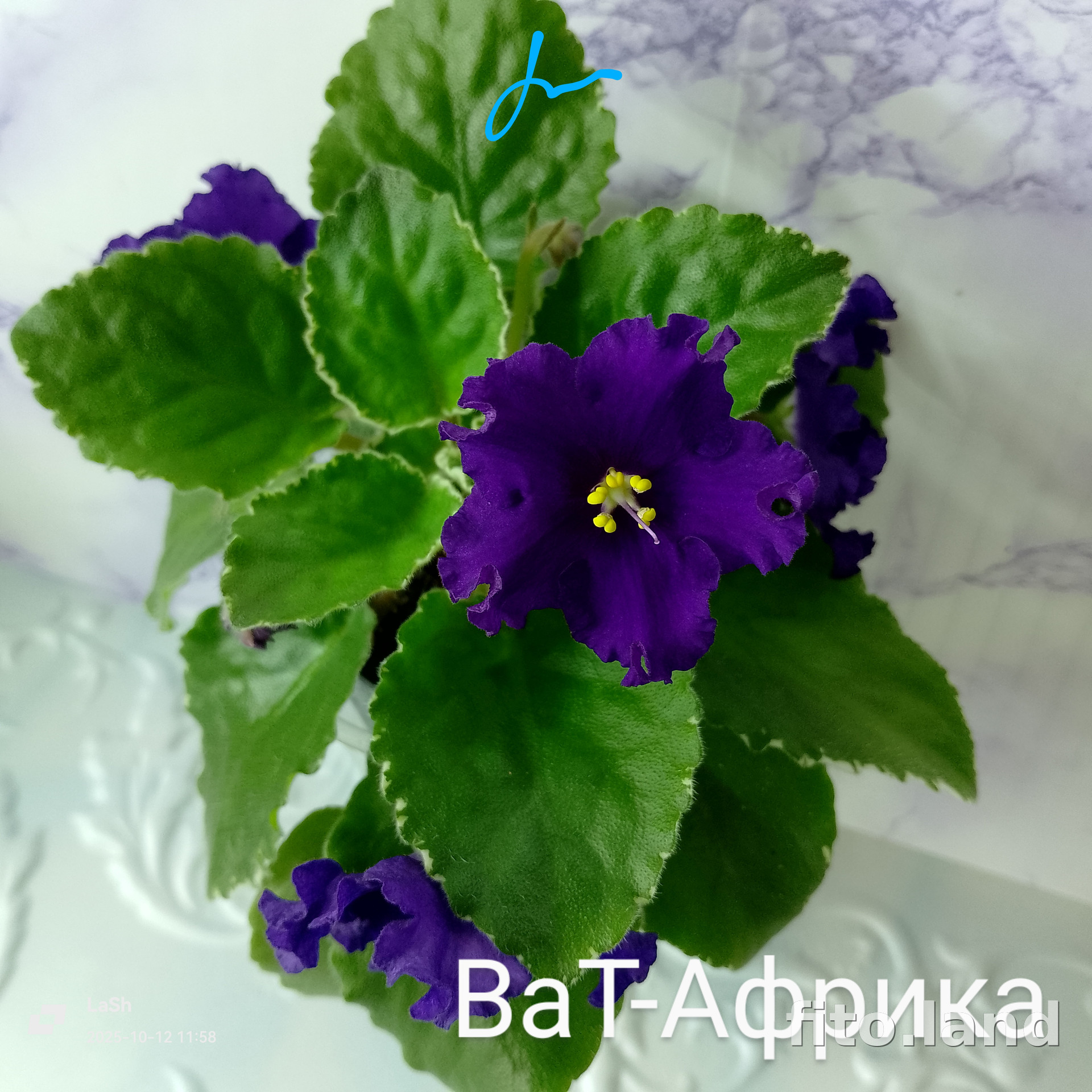 Фиалка ВаТ-Африка, фото