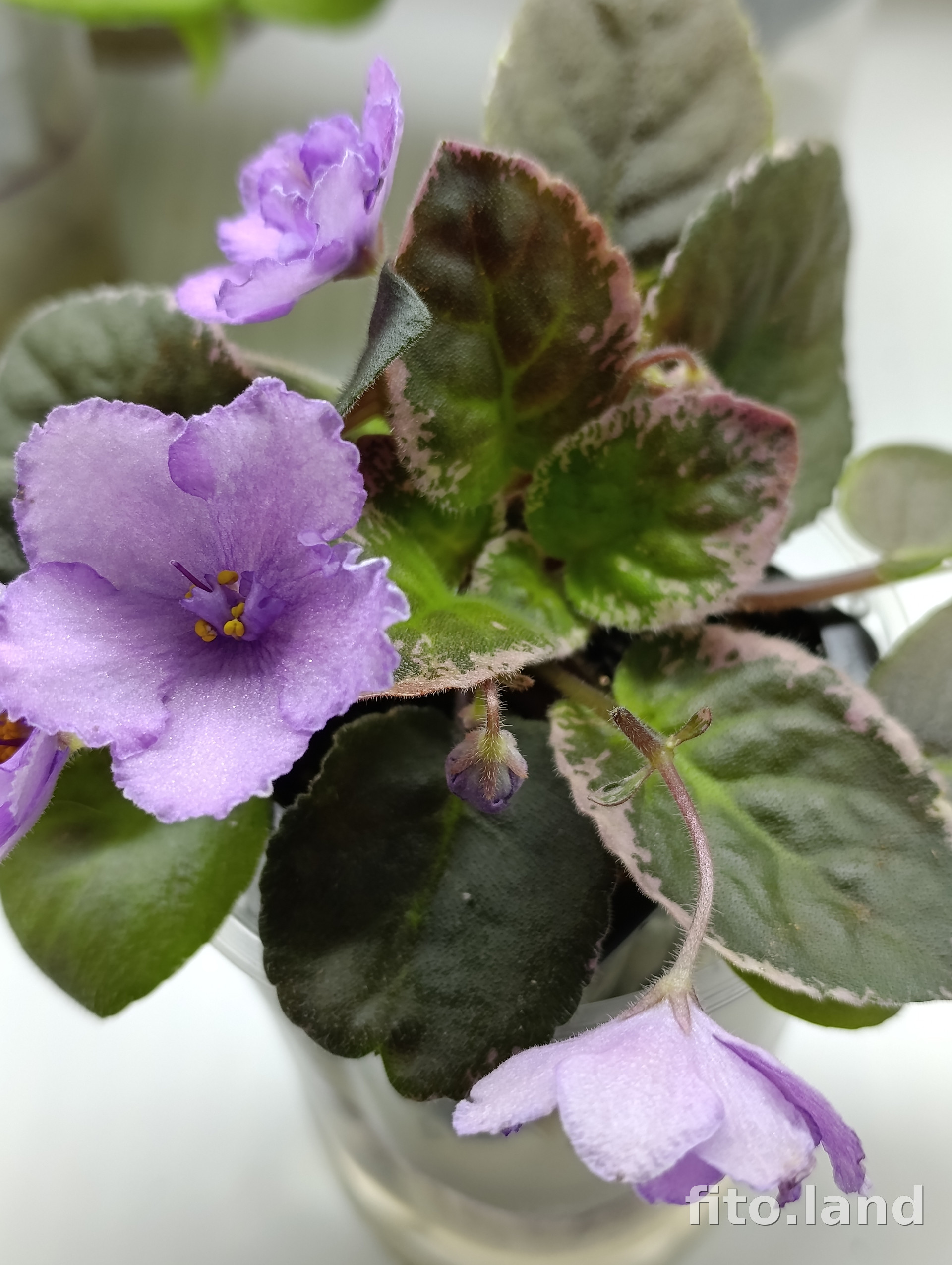 Фиалка ВаТ-Аромат Глицинии, фото