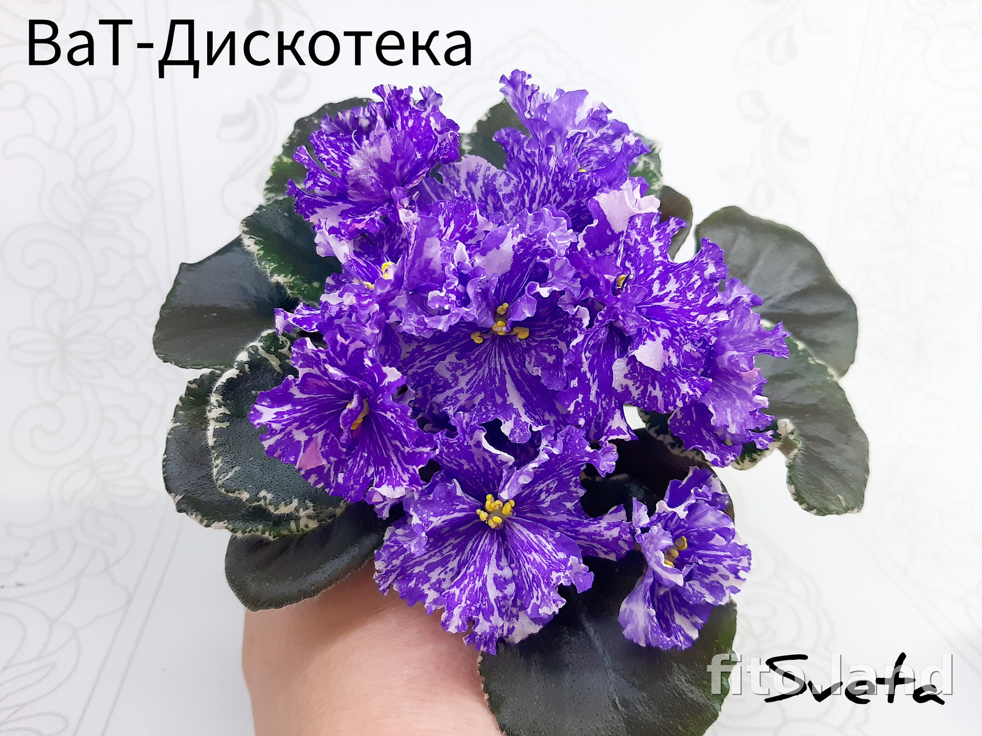 Violet ВаТ-Дискотека, photo