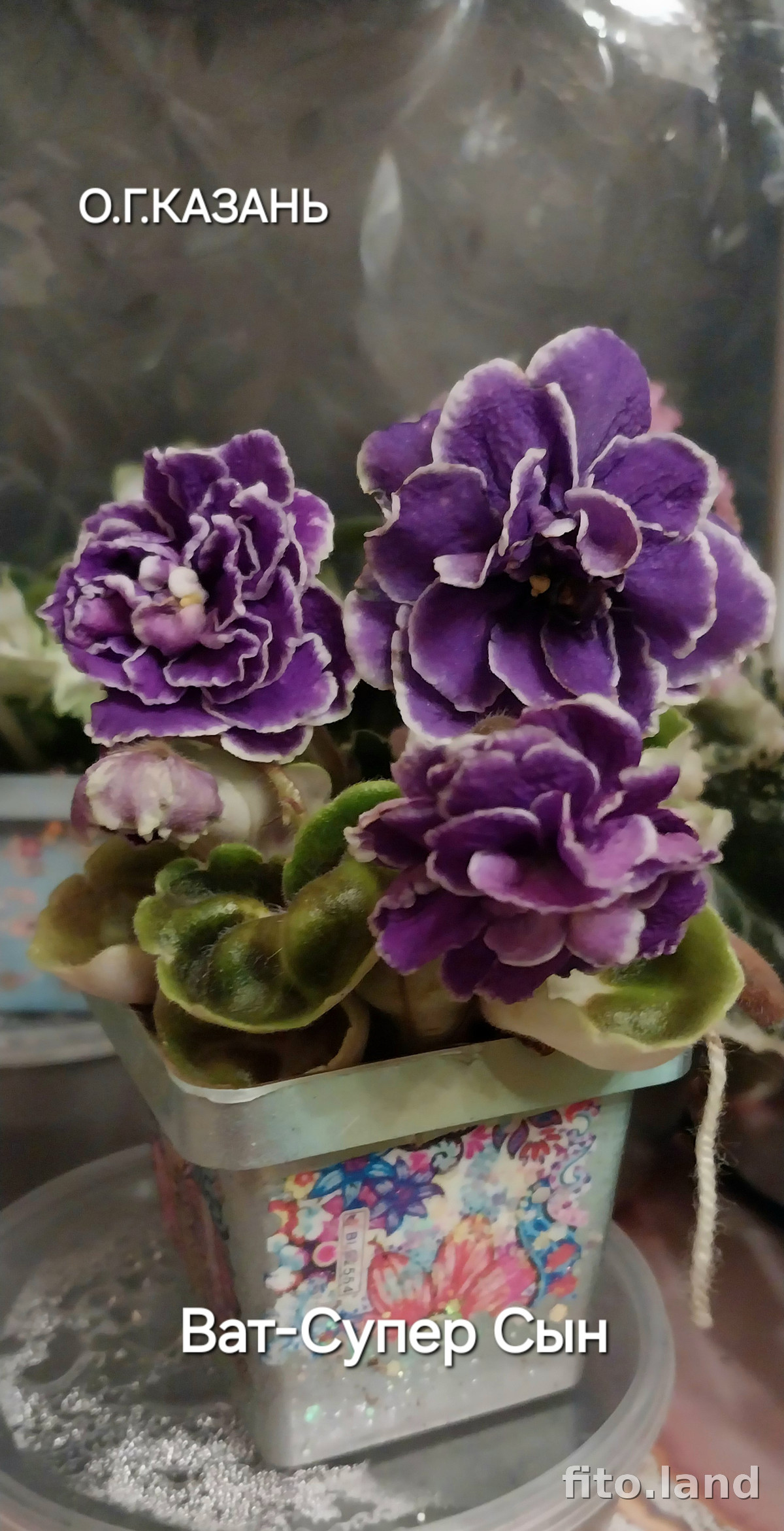 Фиалка ВаТ-Супер Сын, фото