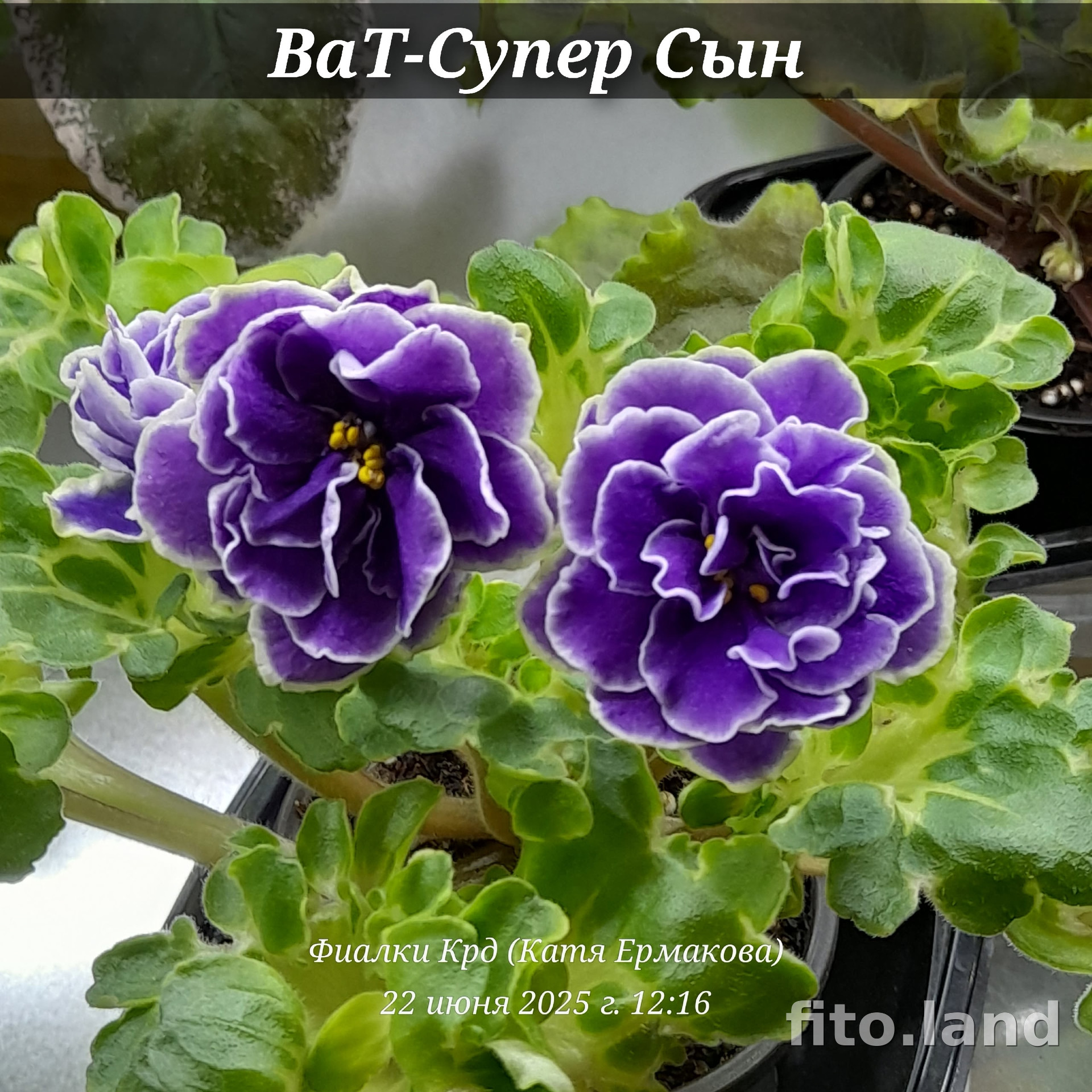 Фиалка ВаТ-Супер Сын, фото