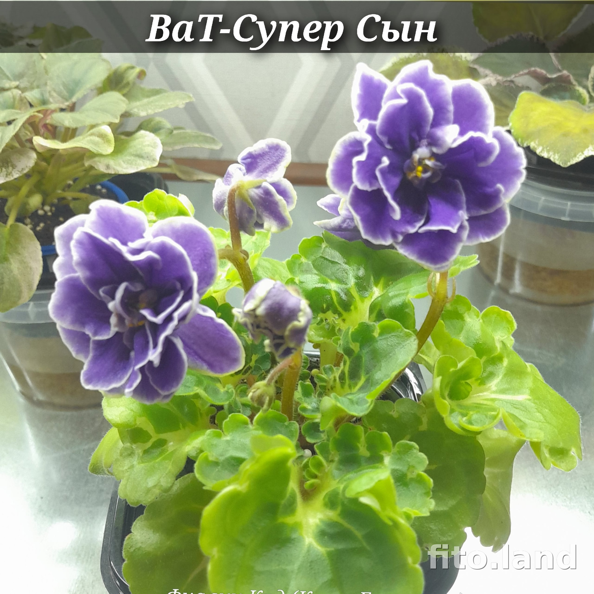 Фиалка ВаТ-Супер Сын, фото