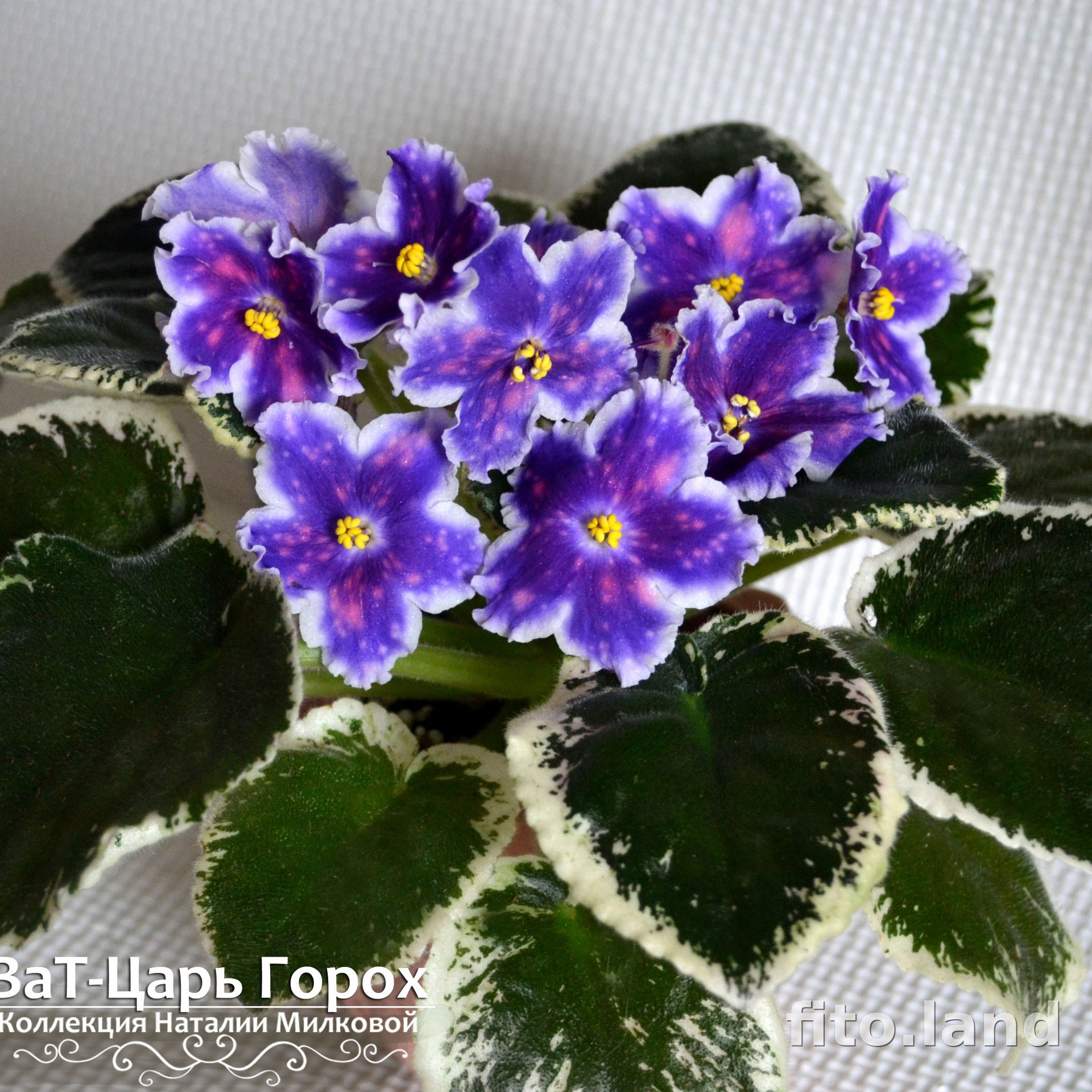 Violet ВаТ-Царь Горох, photo