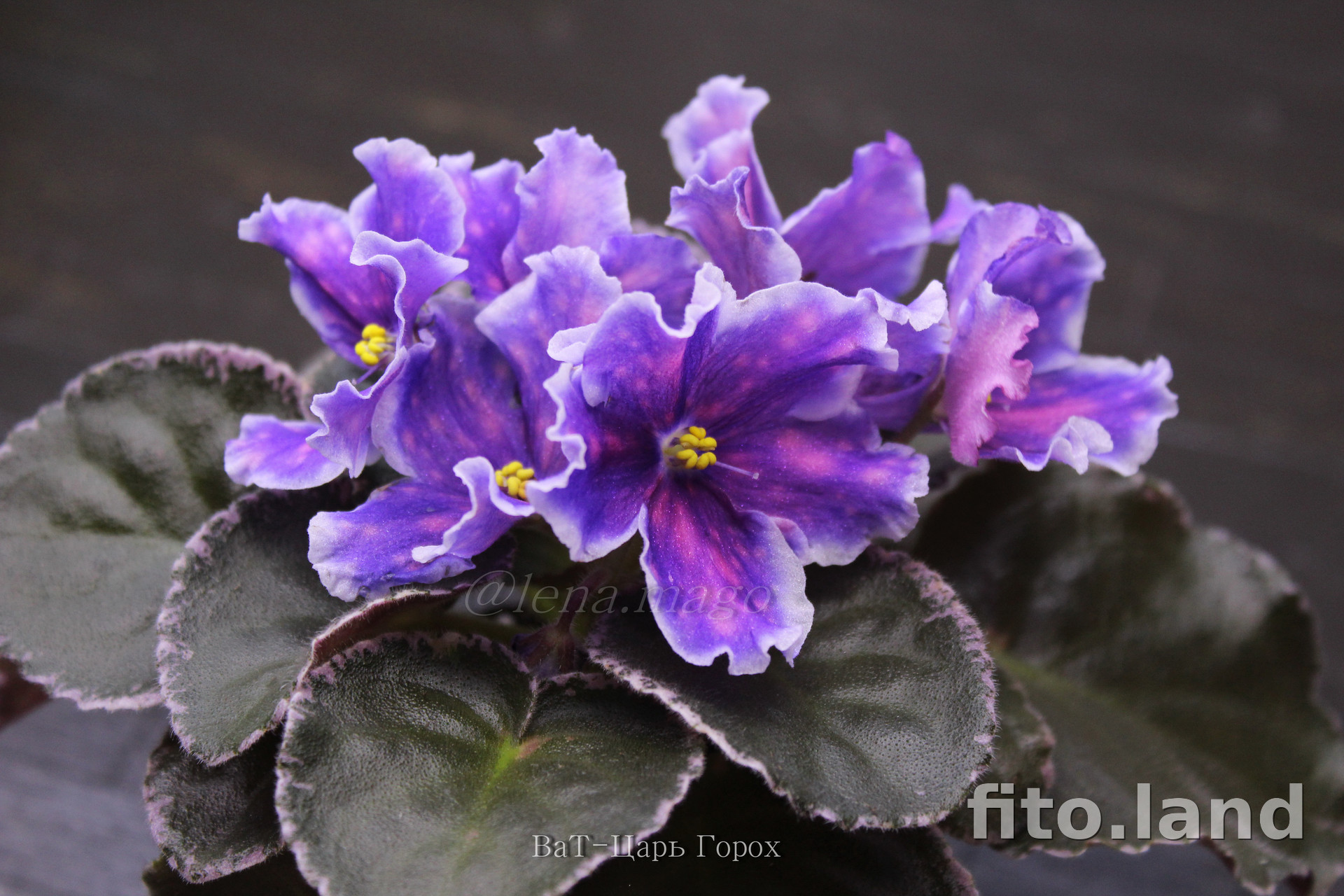 Violet ВаТ-Царь Горох, photo