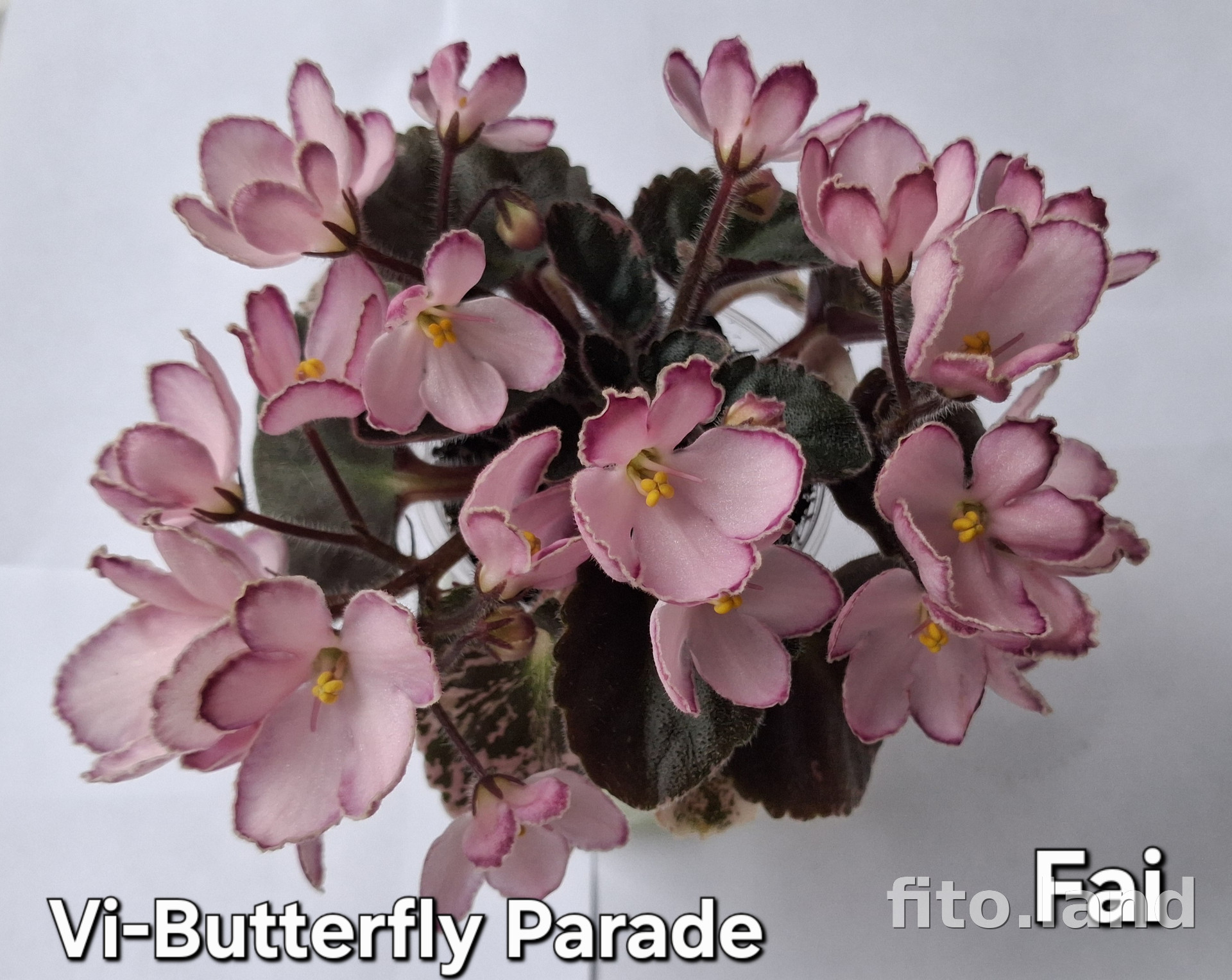 Фиалка Vi-Butterfly Parade, фото