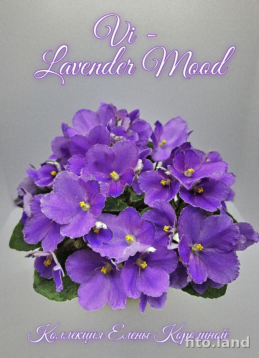 Фиалка Vi-Lavender Mood, фото