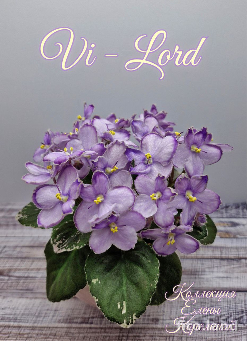 Фиалка Vi-Lord, фото