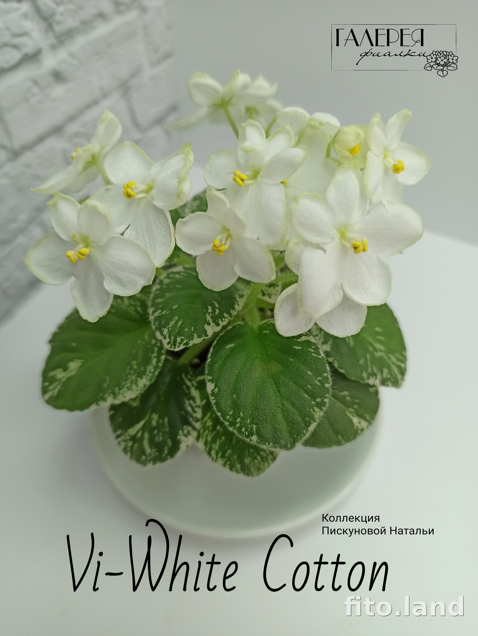 Фиалка Vi-White Cotton, фото
