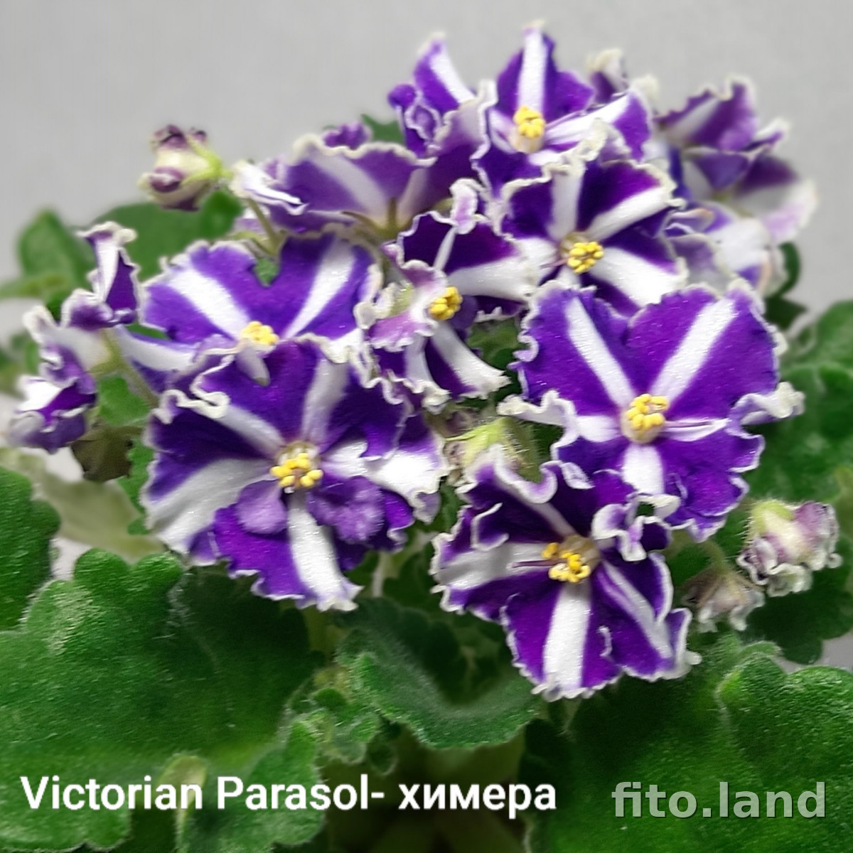 Фиалка Victorian Parasol, фото