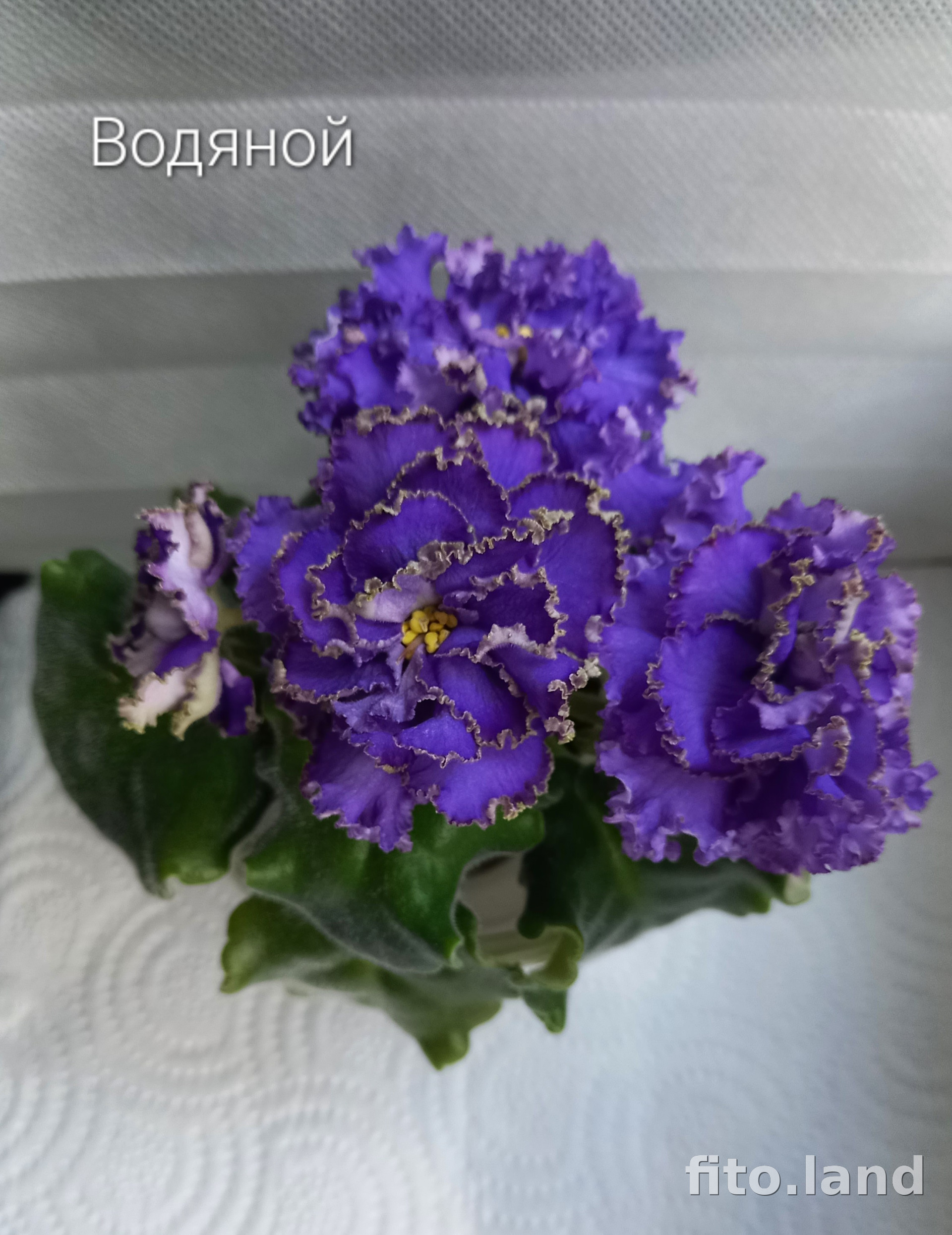 Фиалка Водяной, фото