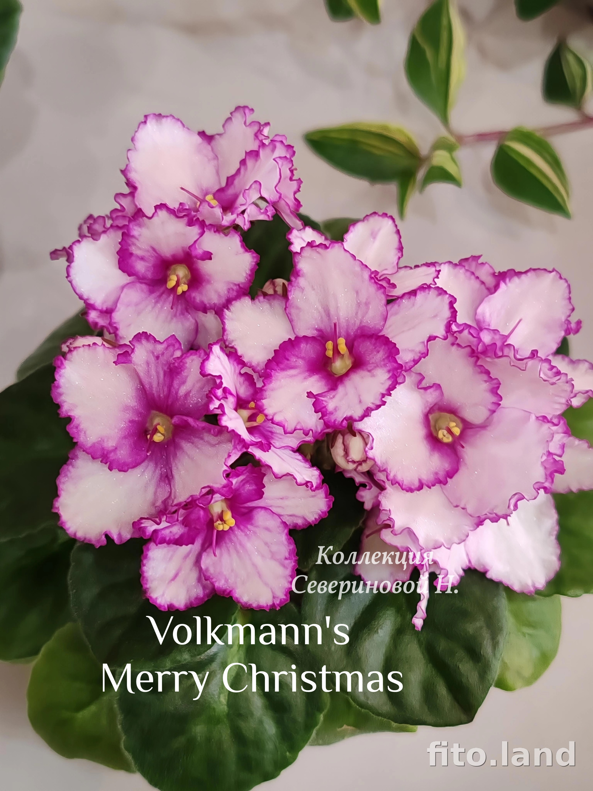 Фиалка Volkmann's Merry Christmas, фото