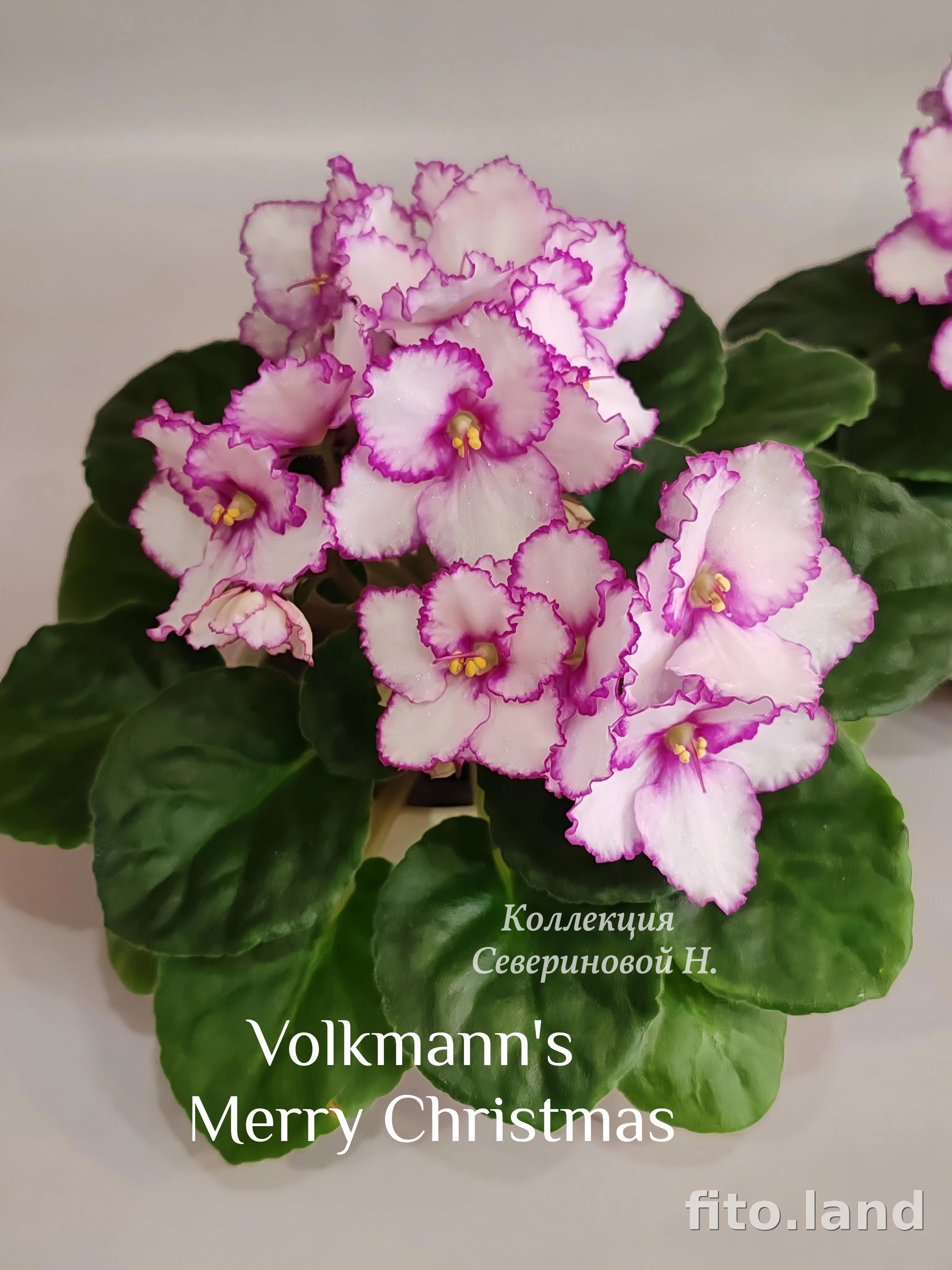Фиалка Volkmann's Merry Christmas, фото