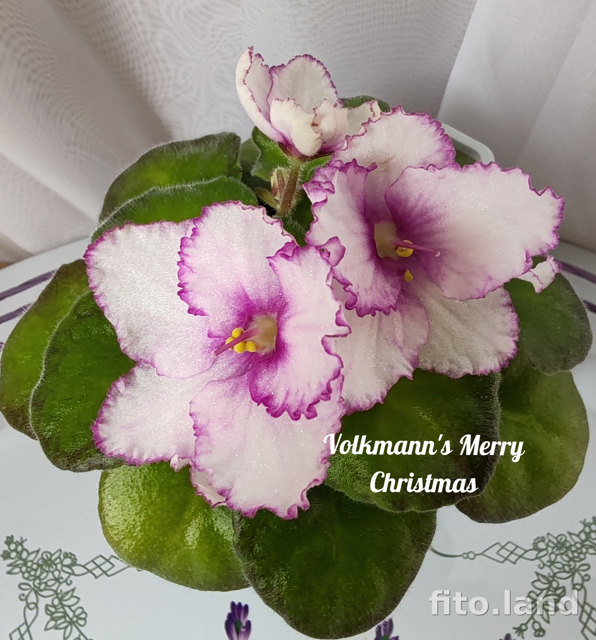 Фиалка Volkmann's Merry Christmas, фото