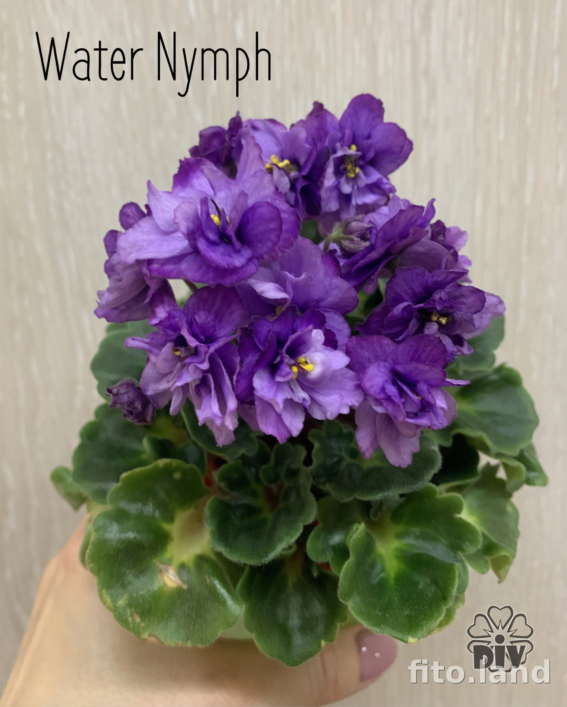 Violet Water Nymph, photo