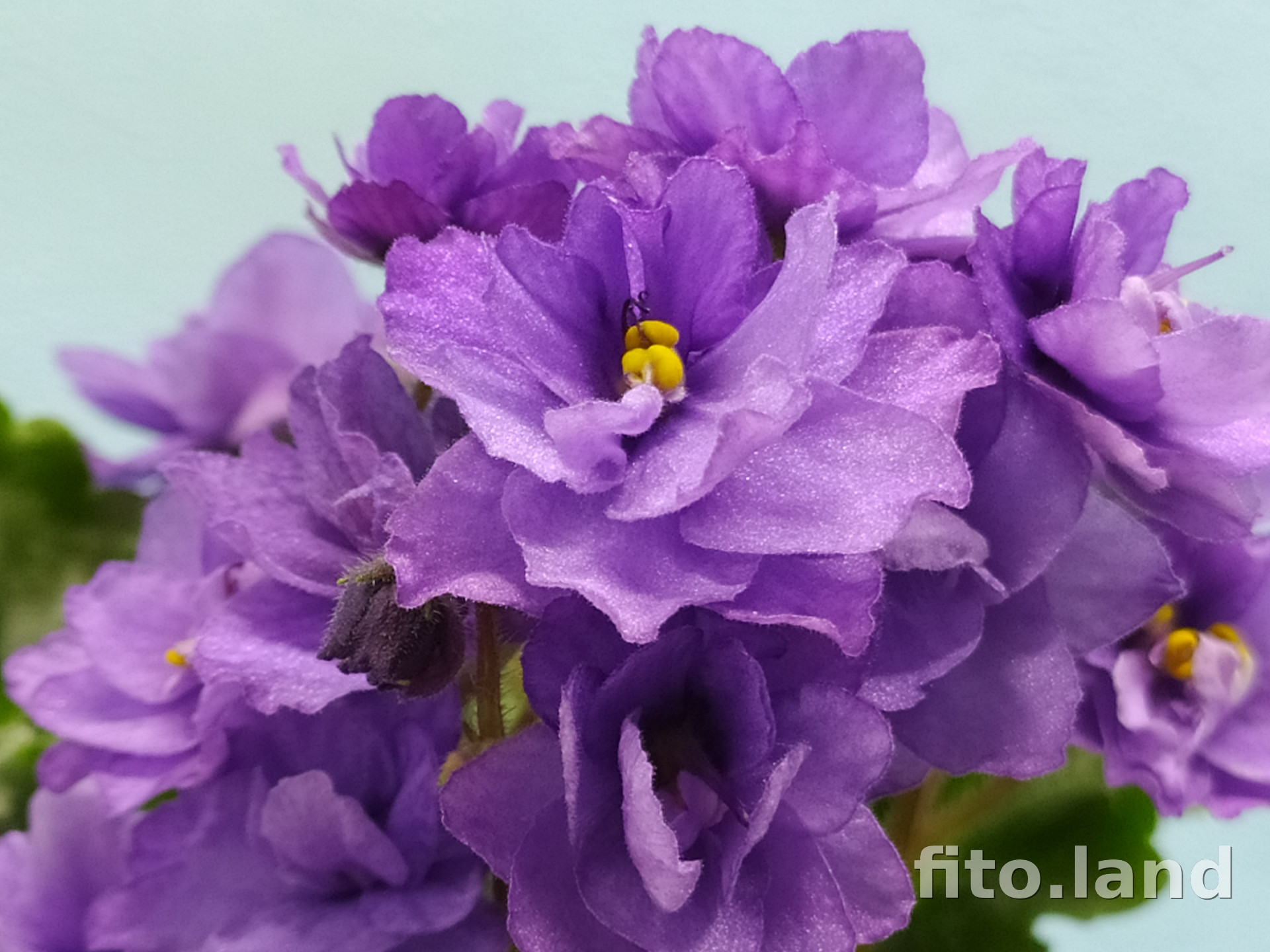 Violet Water Nymph, photo