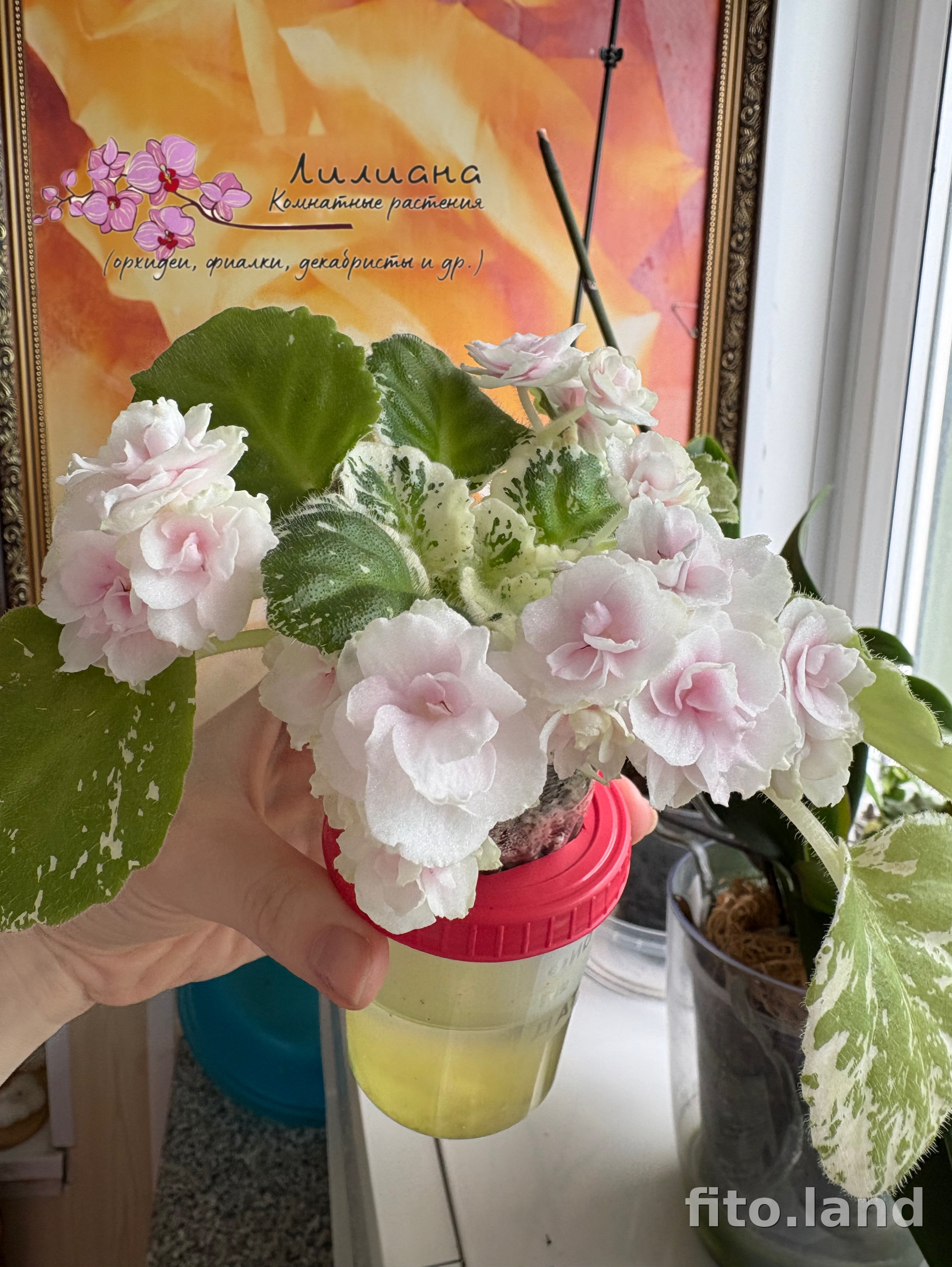 Фиалка Watermelon Snow, фото